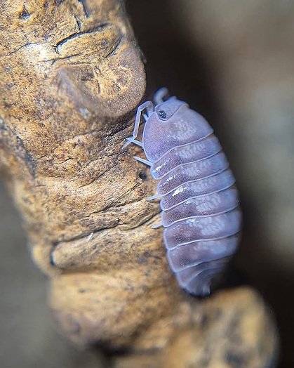 Nesodillo Archangeli Silver Ghost isopod on a twig