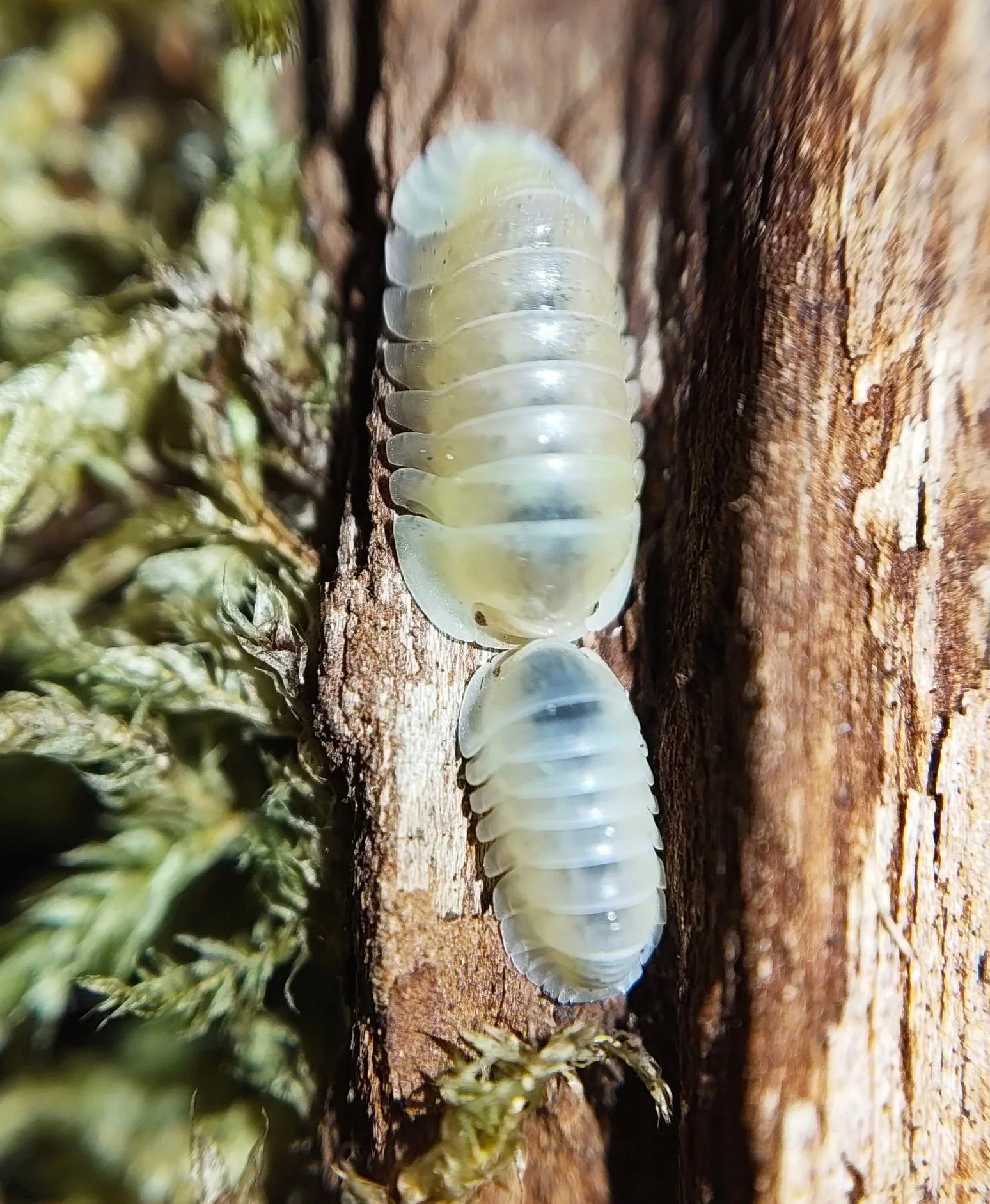 cubaris rubber ducky albino ultra blonde isopods