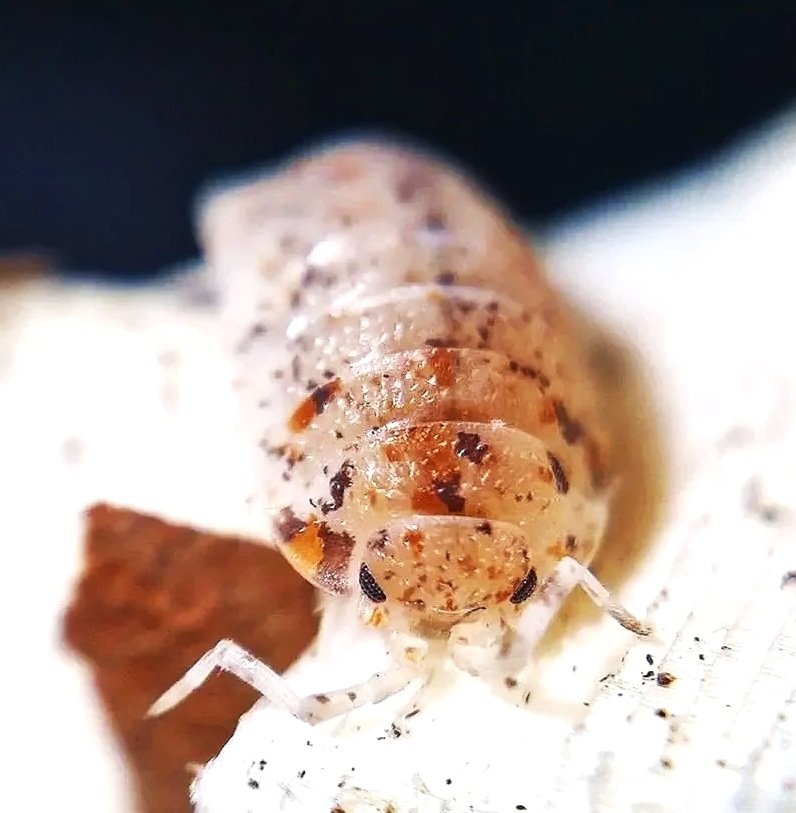 porcellio scaber dalmation calico isopod rare morph