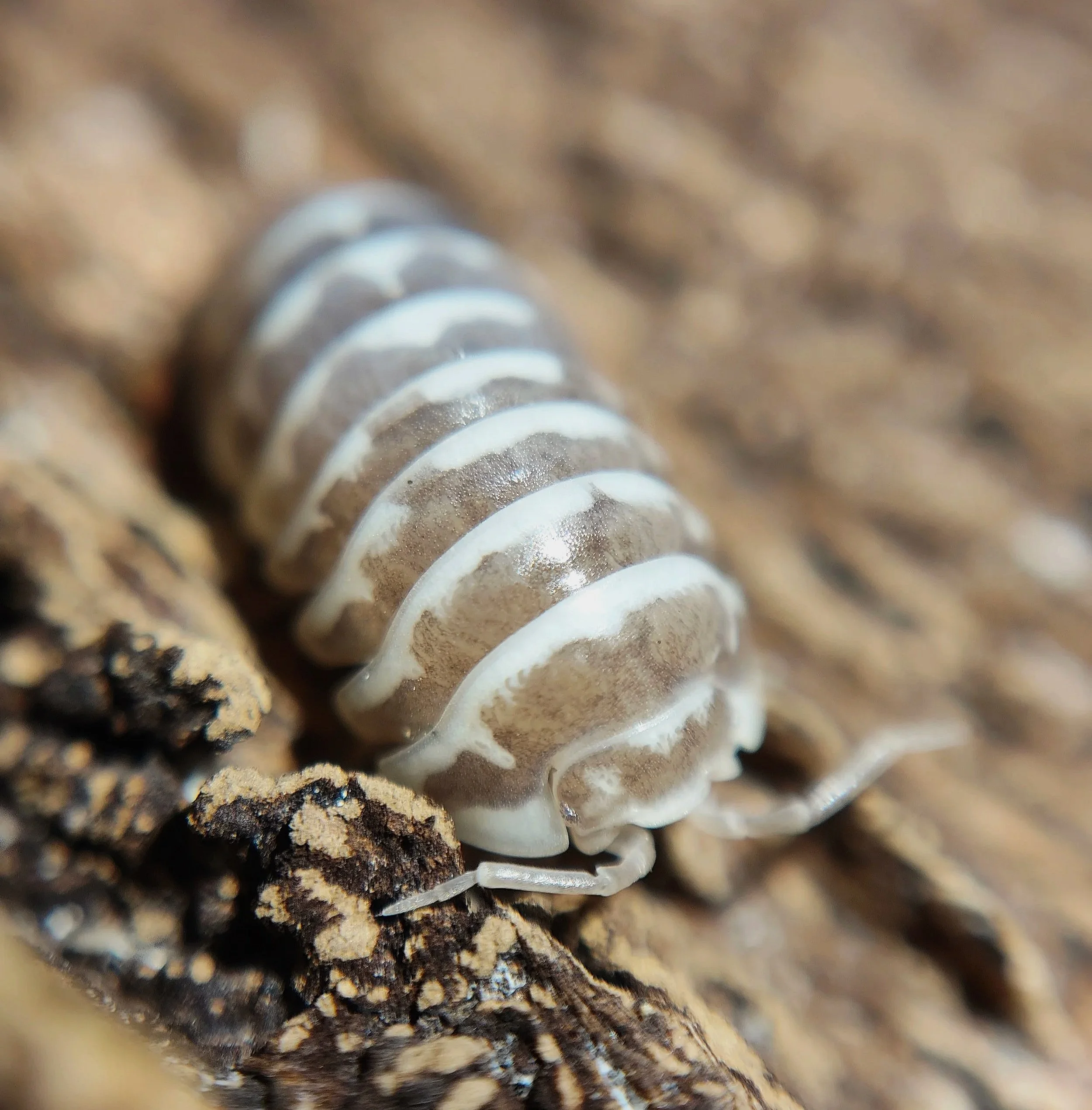 Armadillidium Maculatum Chocolate Zebra Isopod