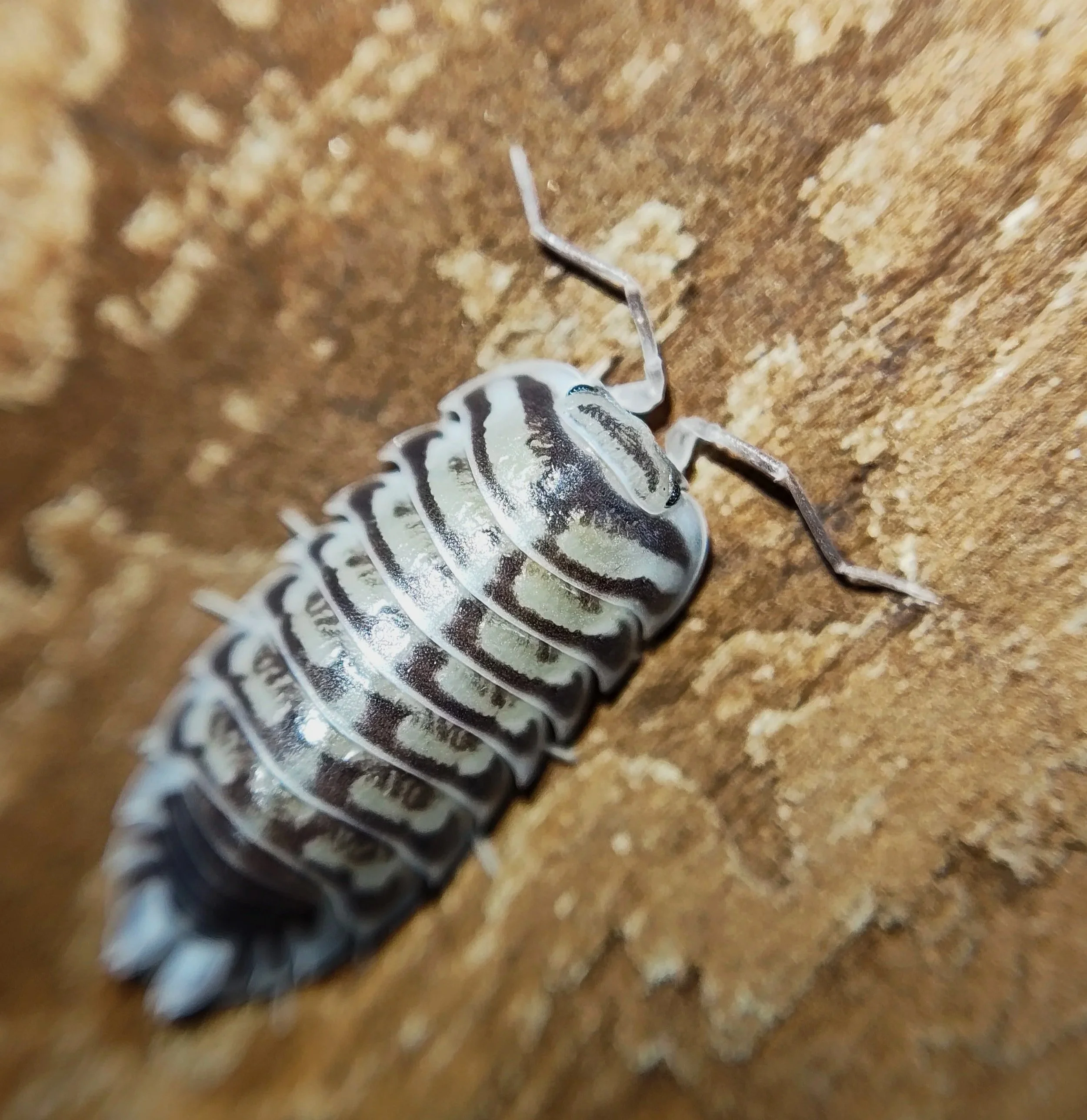 Xeroniscus Seigfriedhuberi Isopod