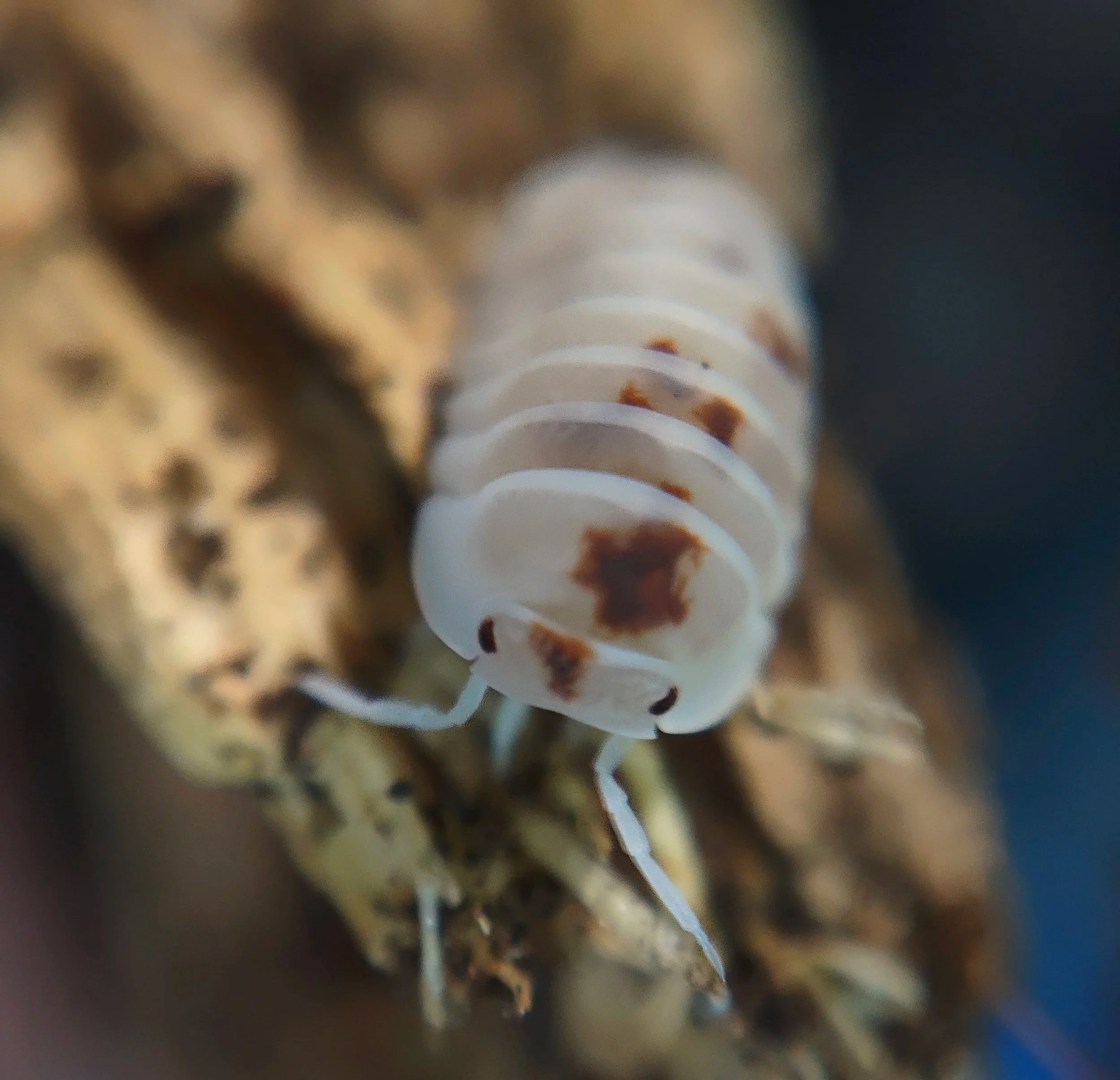 Cubaris Murina pearls for sale uk
