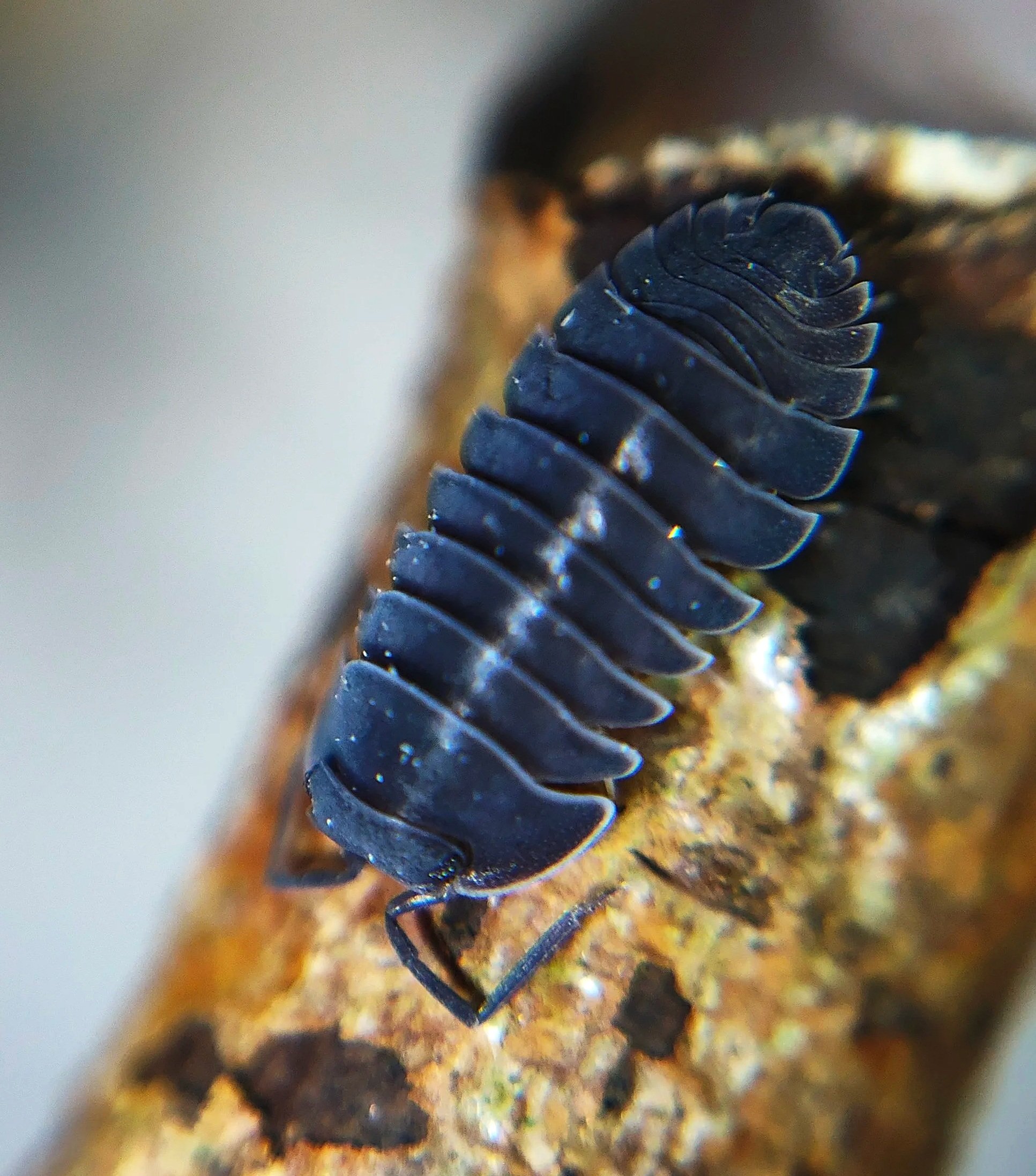 merulanella black hole rare isopods