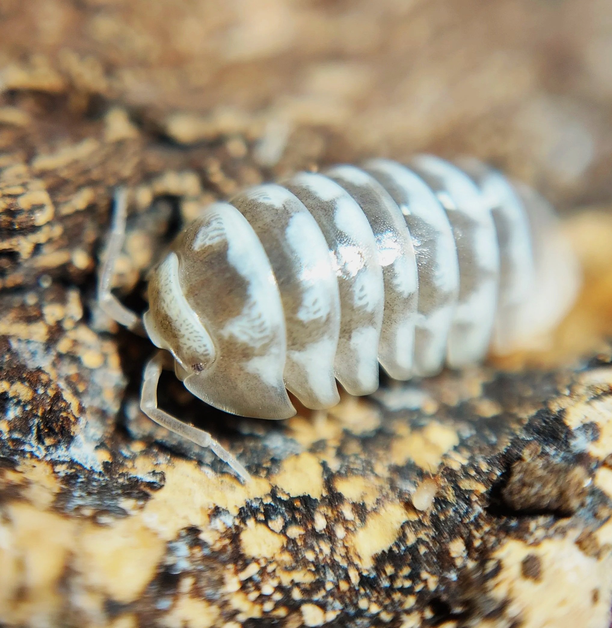 Armadillidium Maculatum Chocolate Zebra Isopod