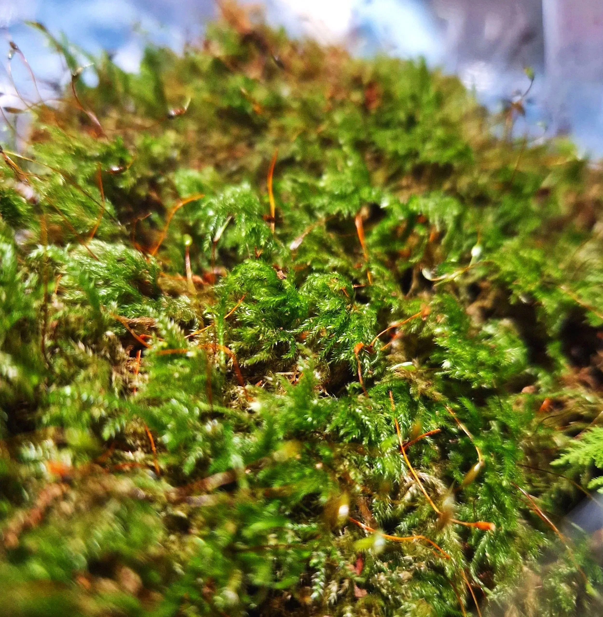 fresh live green moss for terrariums and enclosures