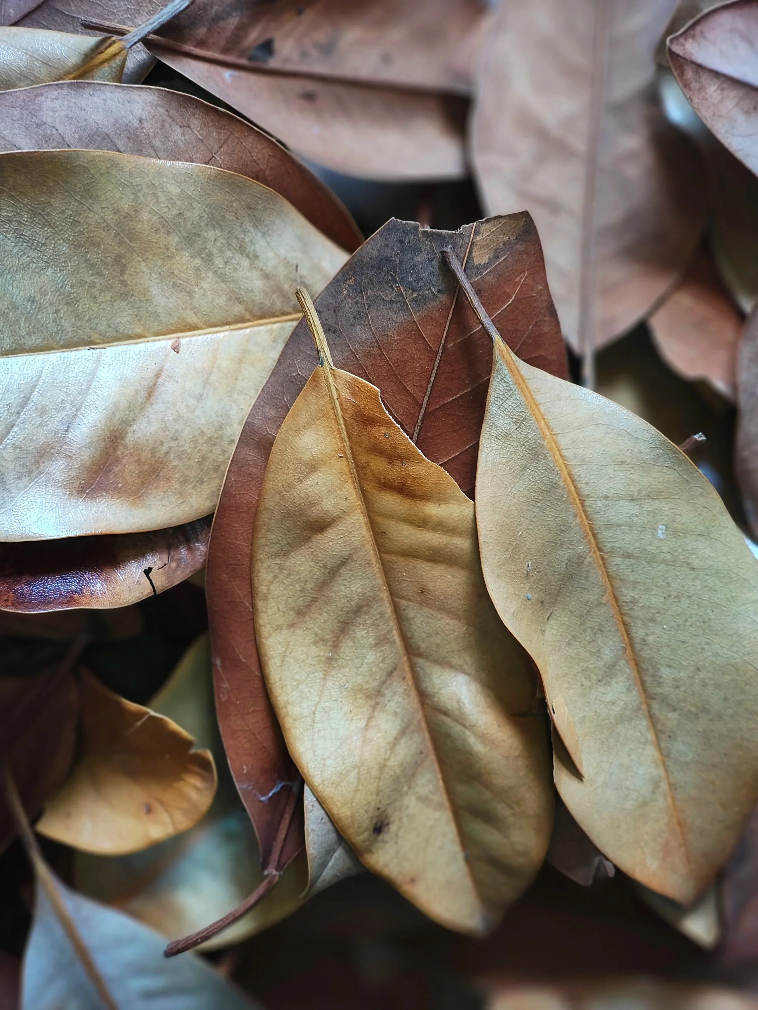 magnolia leaves leaf litter for isopods