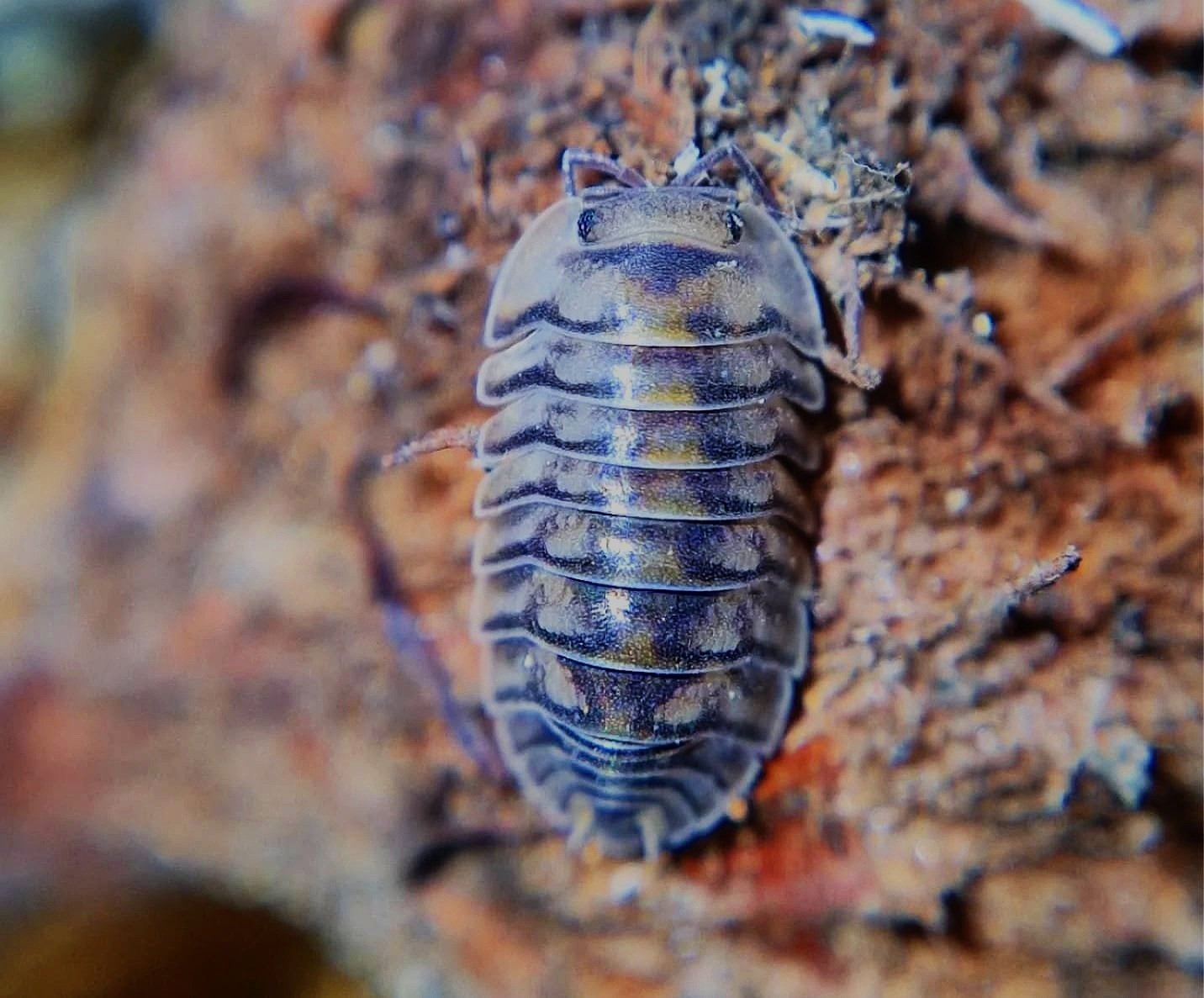 Spherillo Electric Blue Isopods