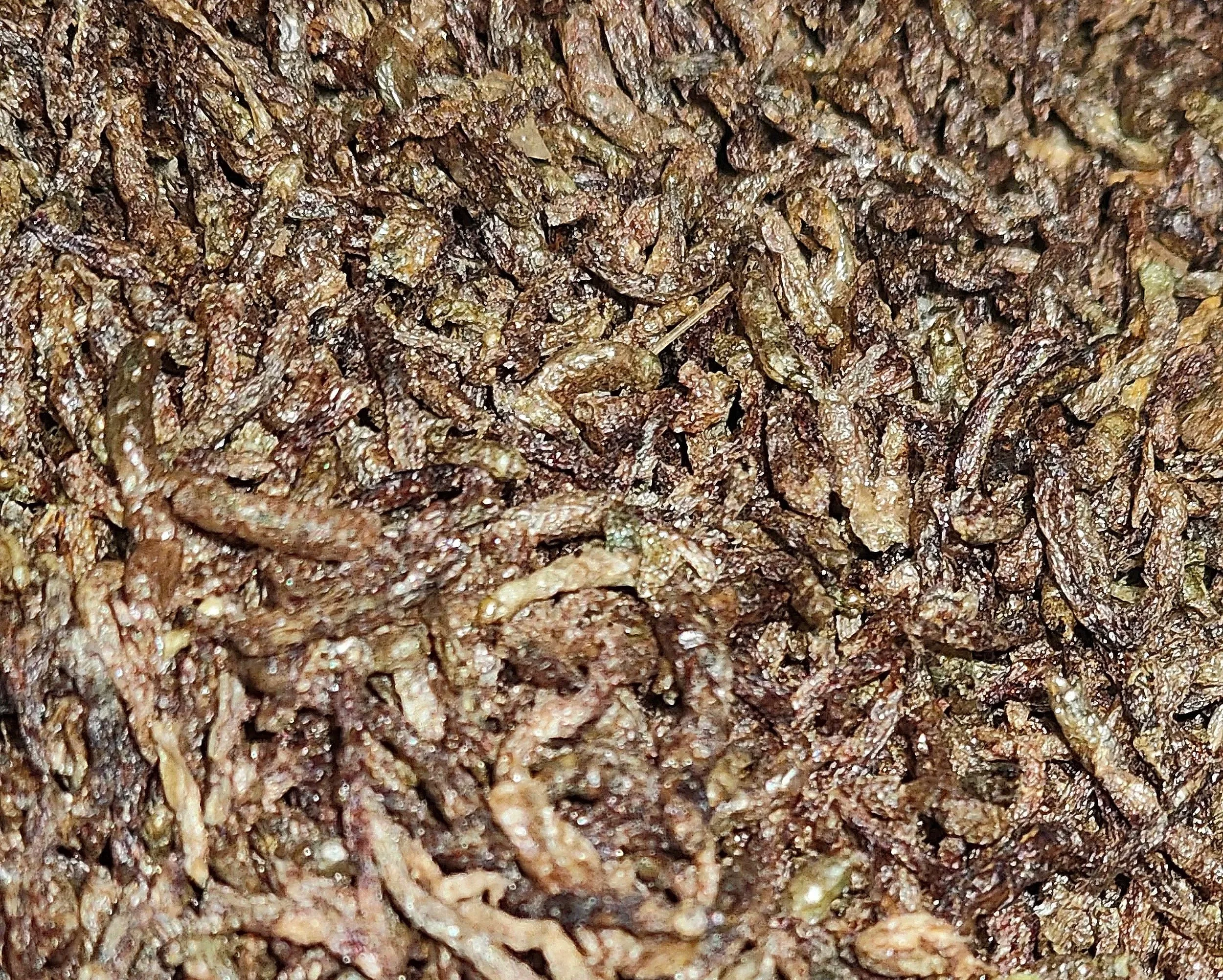 freeze dried bloodworms for isopods