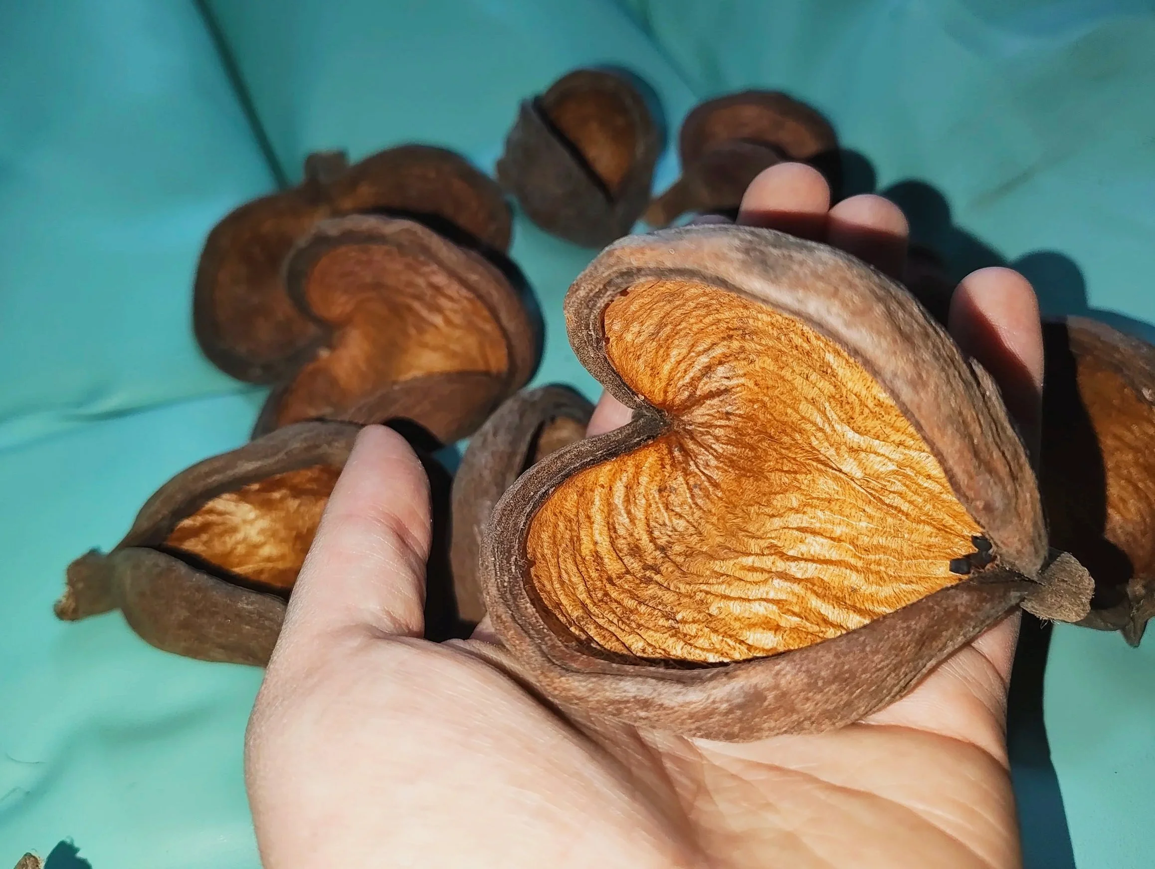 badam nuts for isopod enclosures dry goods for isopods and other invertebrates uk