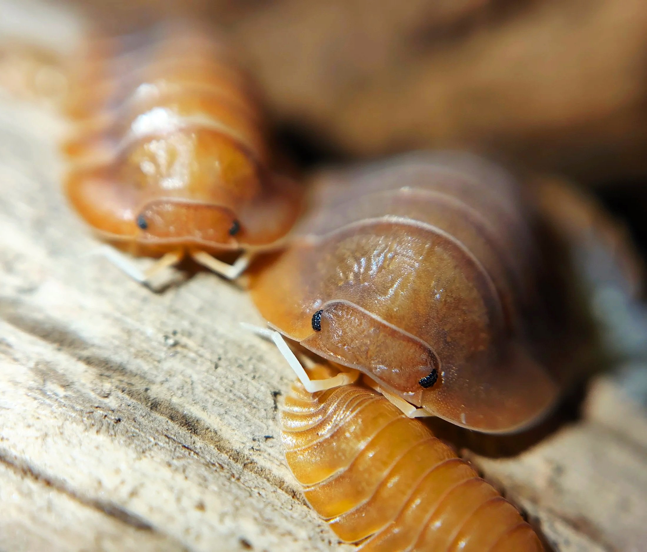 Troglodillo Vex Isopod