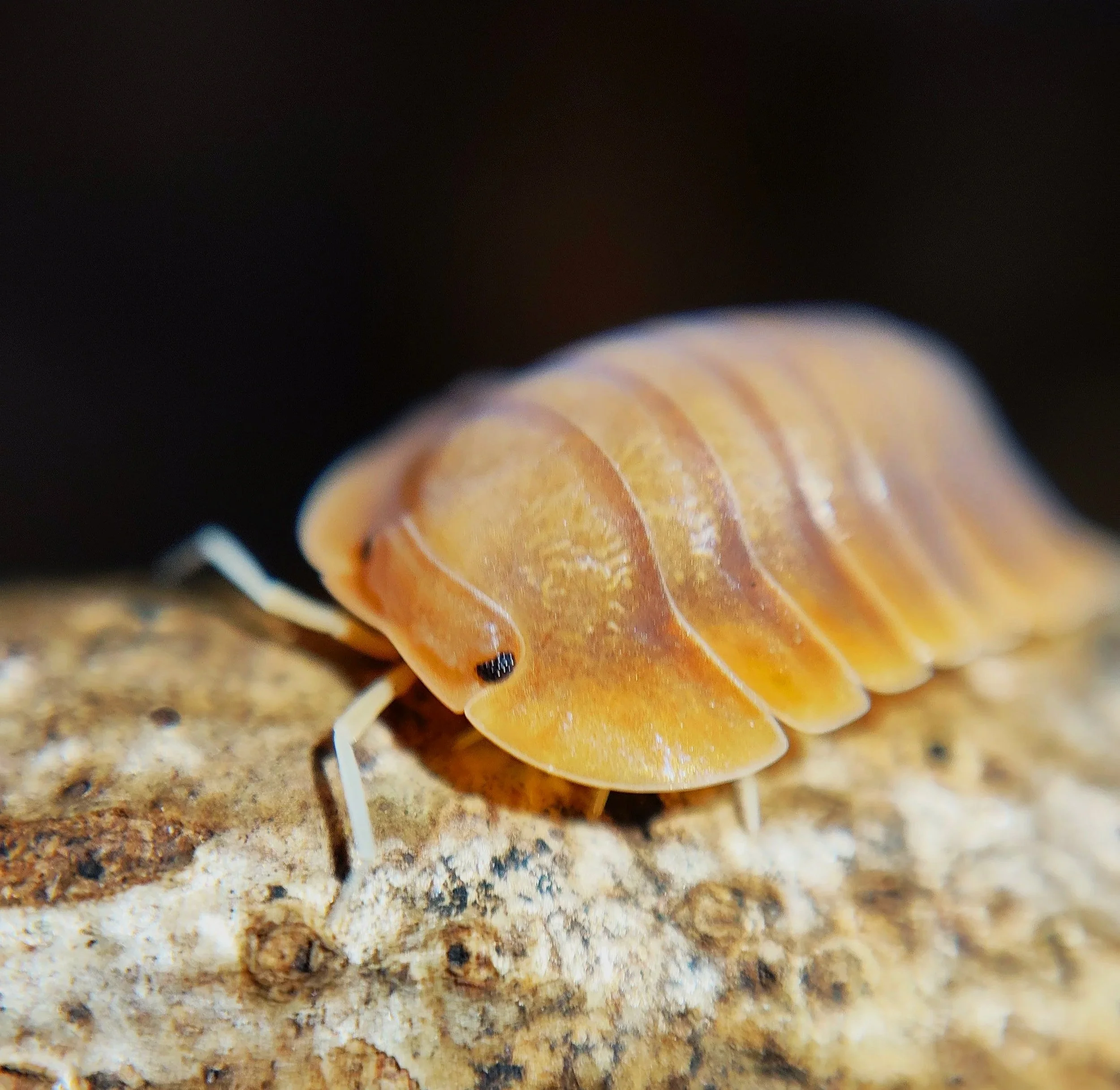 Troglodillo Vex Isopod