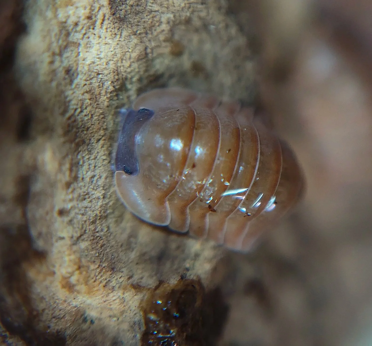 Caribodillo Martinicensis Salmon Isopods for sale uk