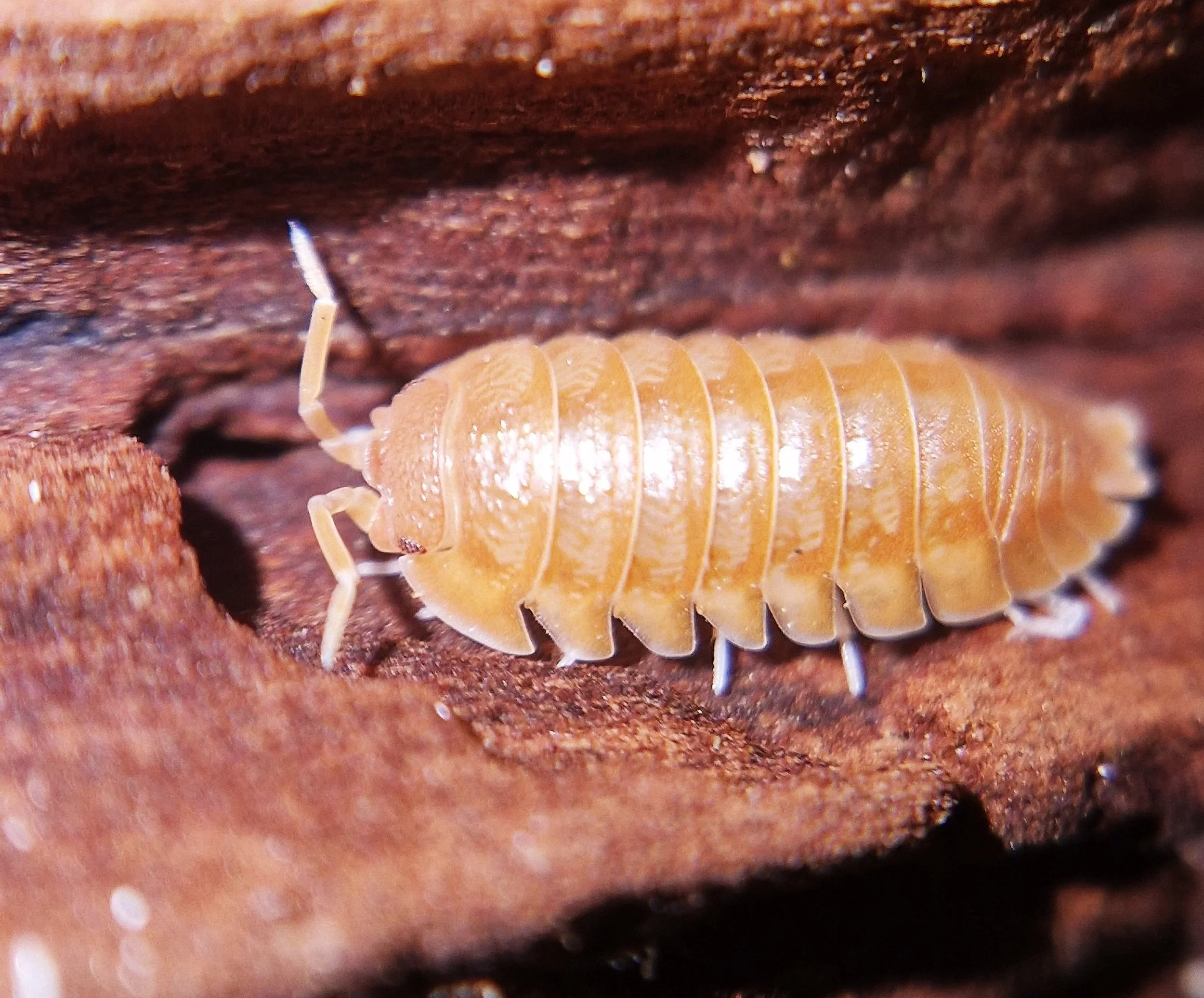 armadillidium nasatum orange isopods uk