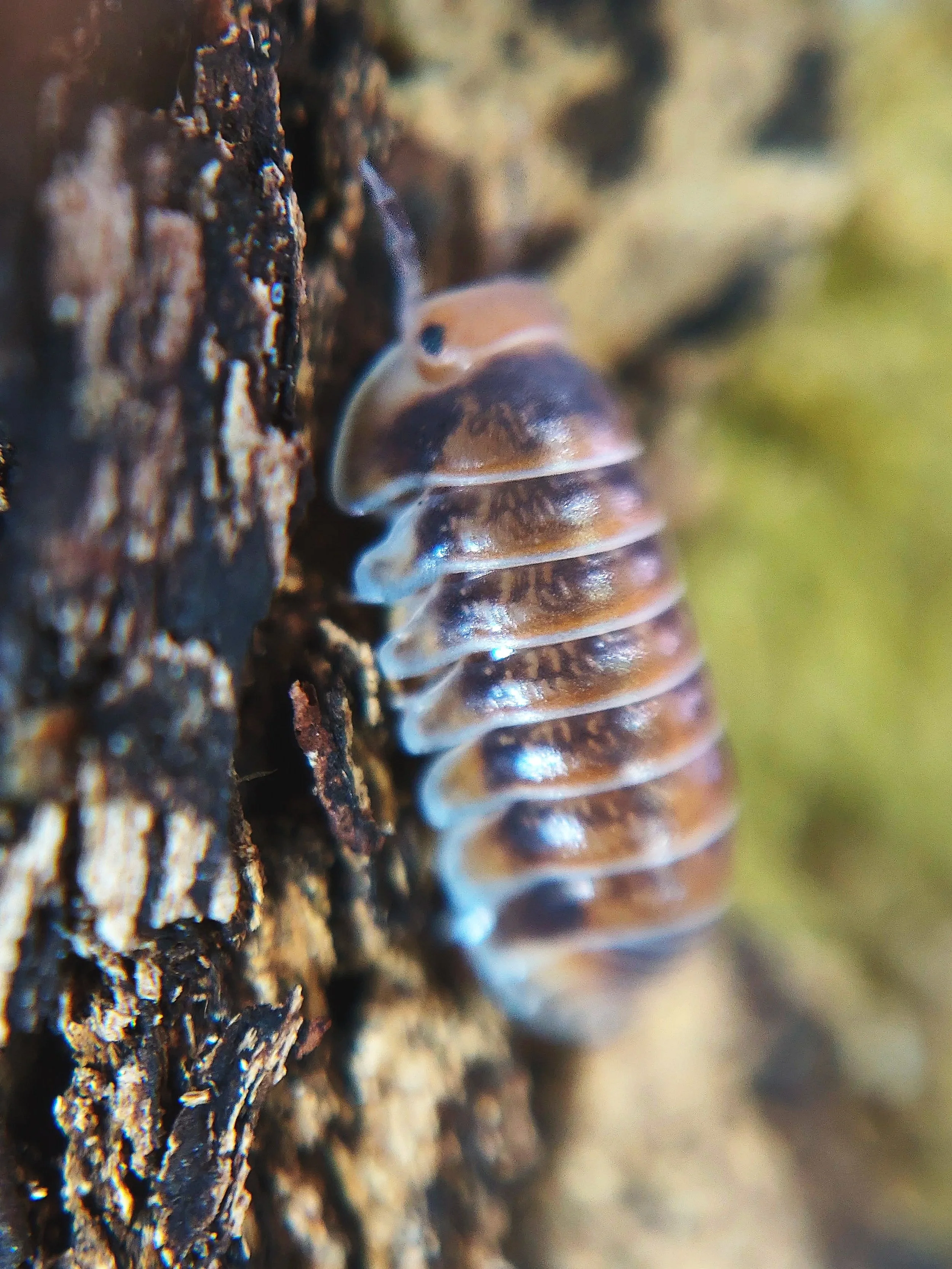 cubaris red pak chong isopods uk pak chong red isopods for sale
