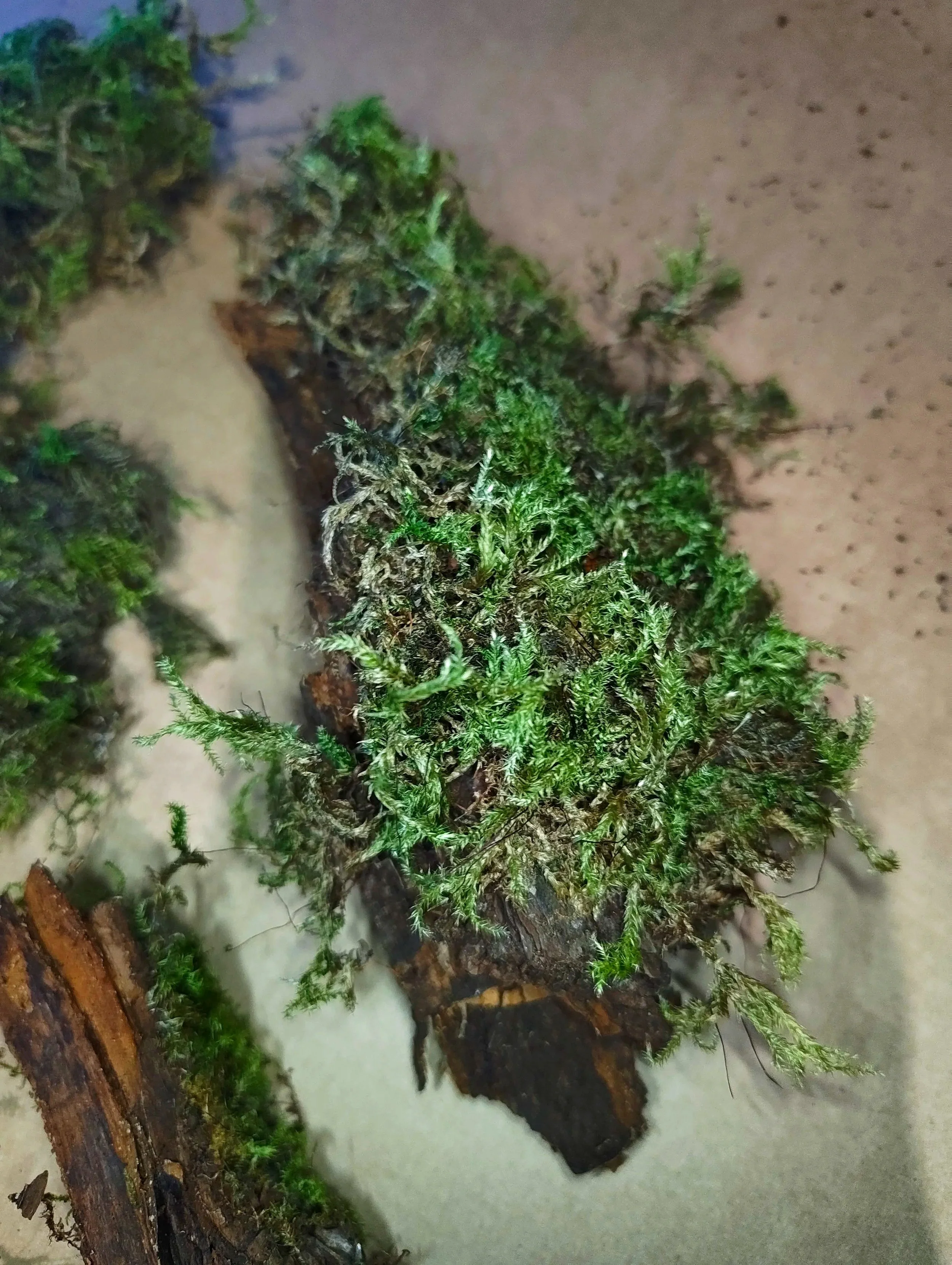 mossy bark for isopods