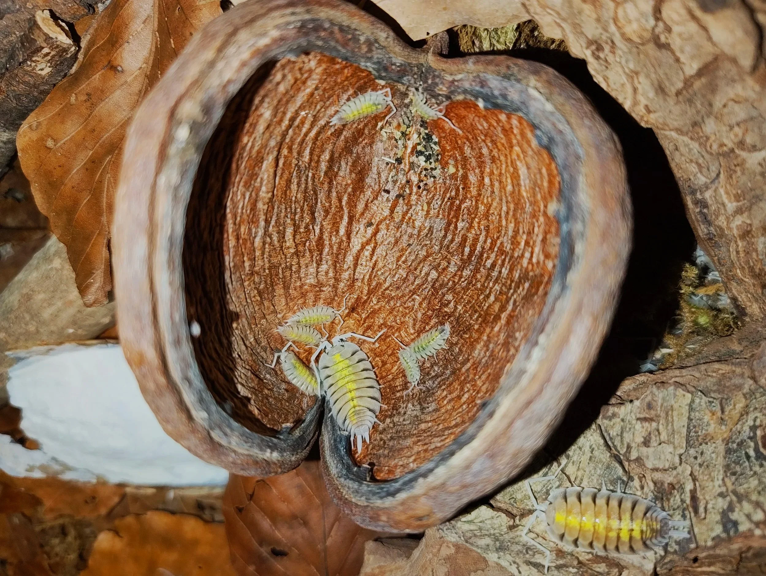 badam nuts for isopod enclosures dry goods for isopods and other invertebrates uk