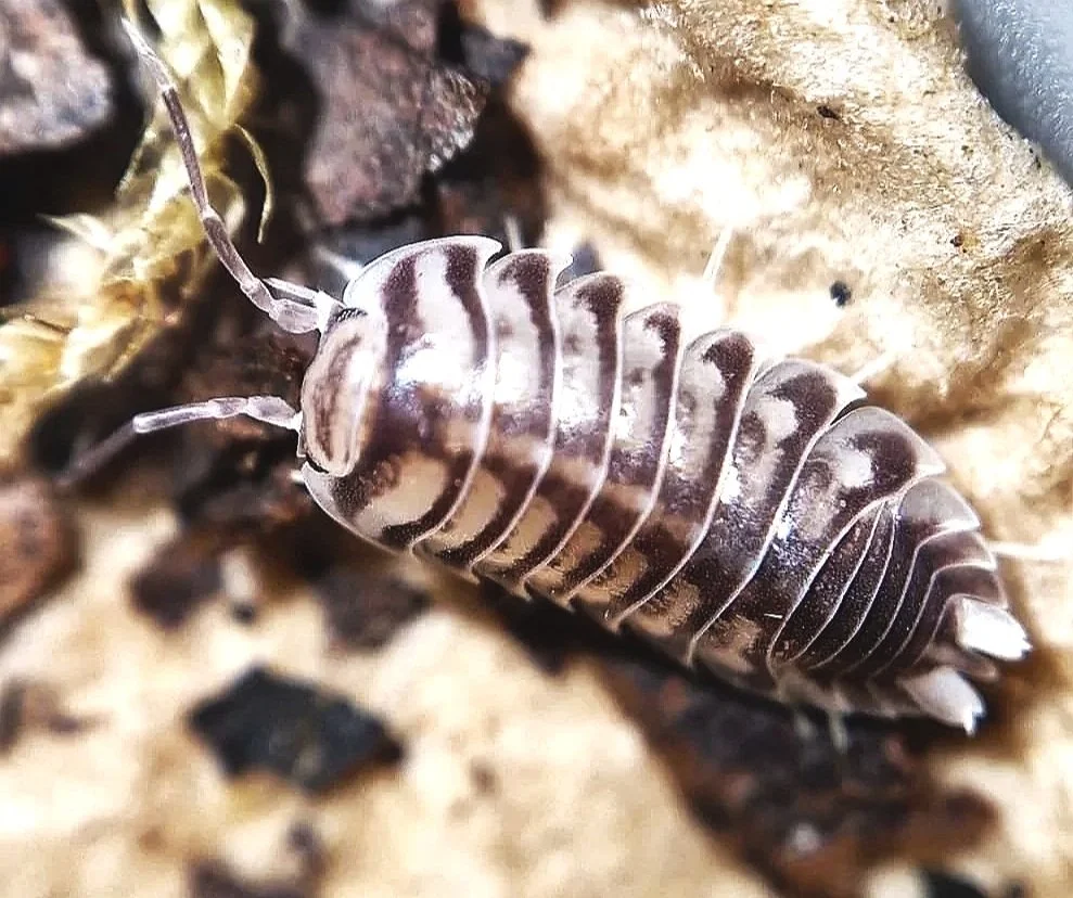 xeroniscus seigfriedhuberi isopods rare isopod exotic cheap bioactive invertebrates