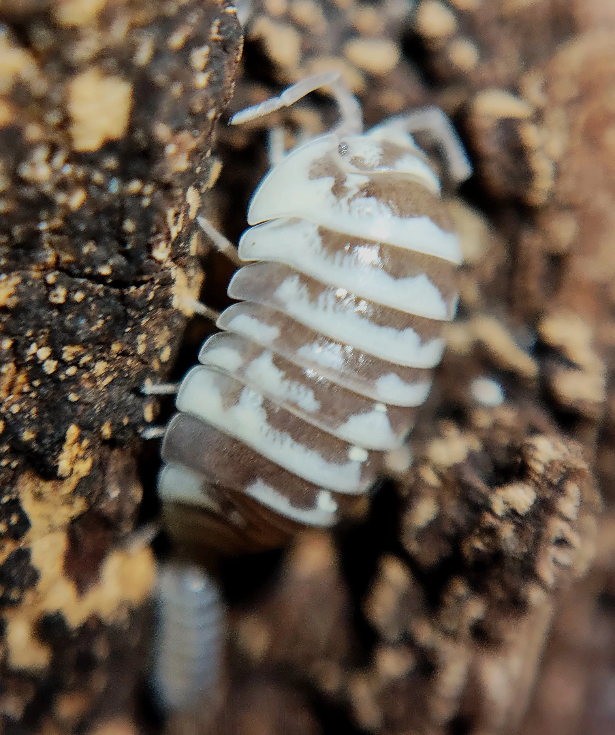 Armadillidium Maculatum Chocolate Zebra Isopod