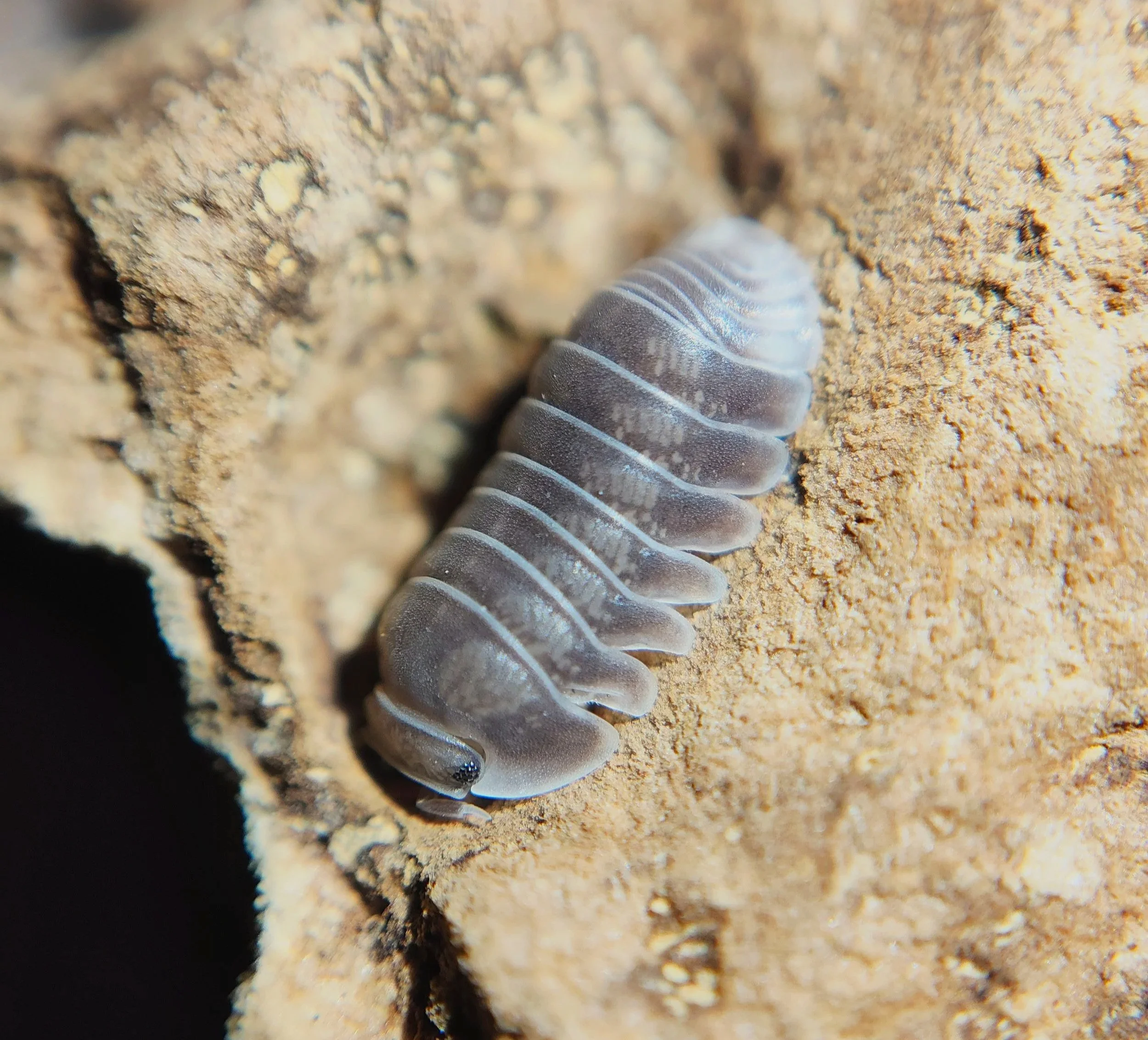 cubaris black panda isopod