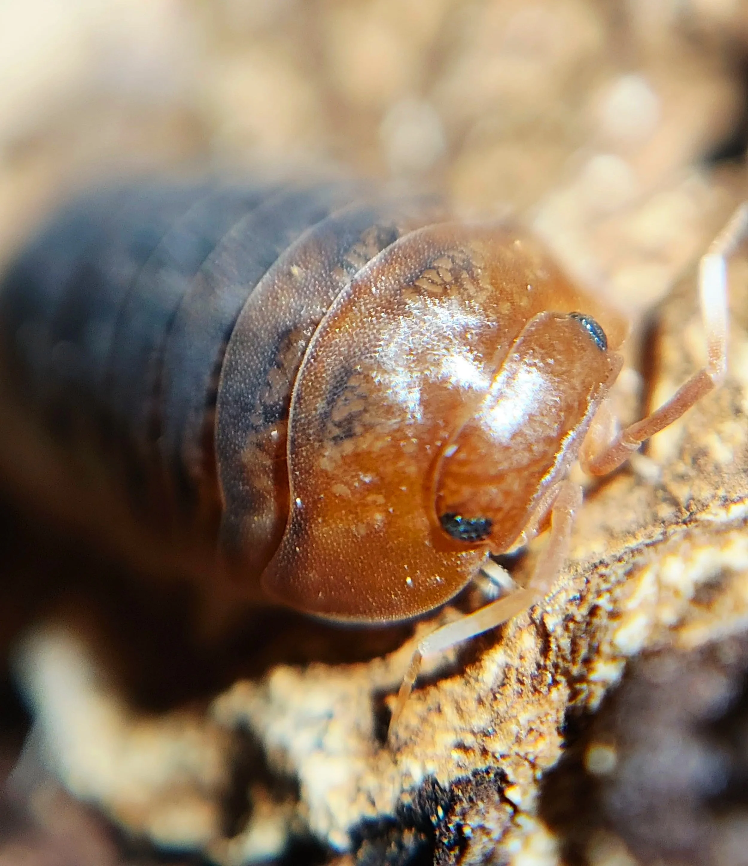 Sinodillo Vietnam Isopod