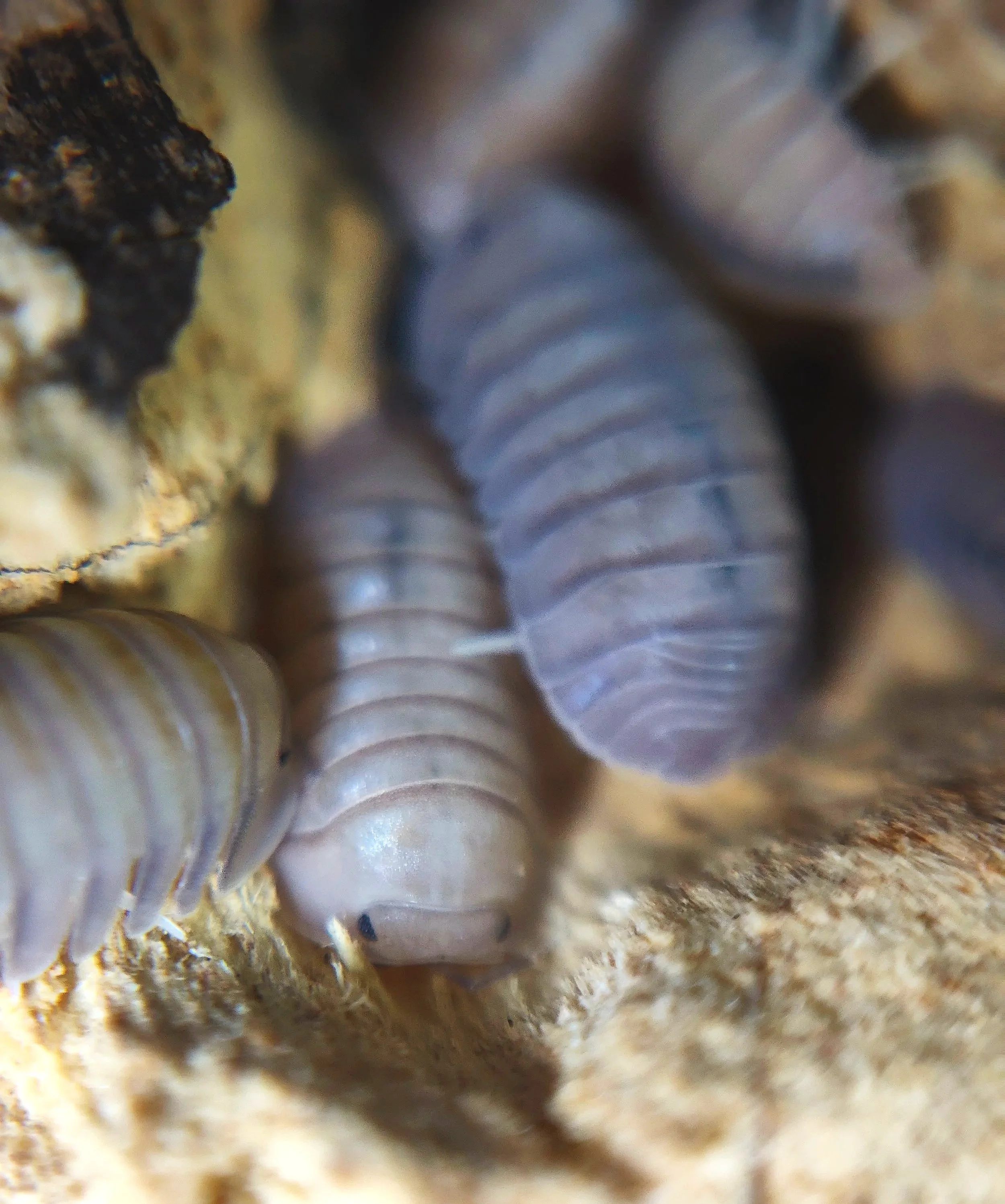 Cubaris Thai Blue Angel Isopods