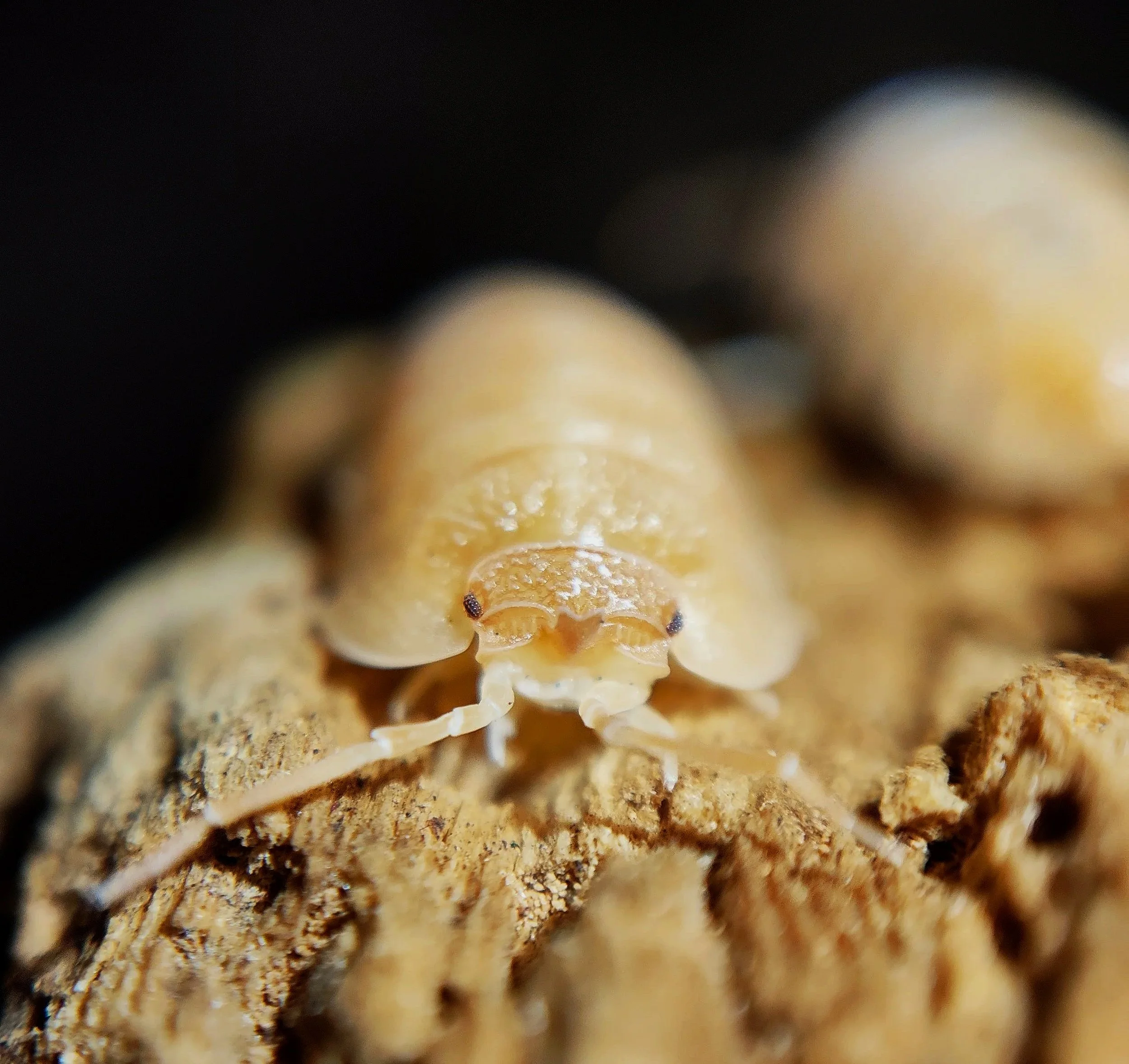 armadillidium pallasii orange isopods