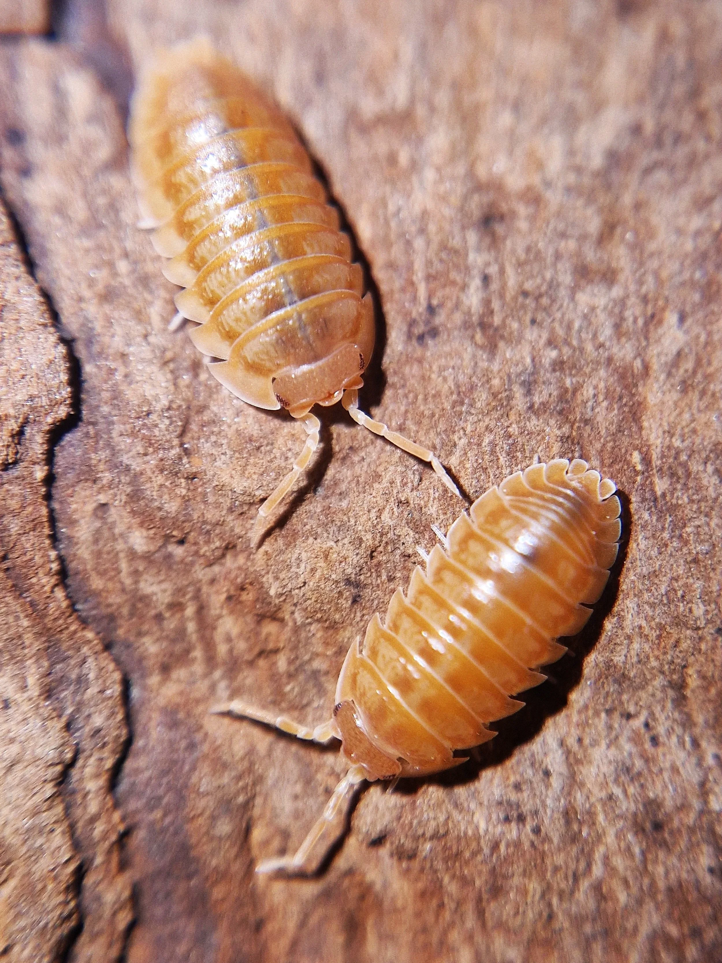 armadillidium nasatum orange isopods uk