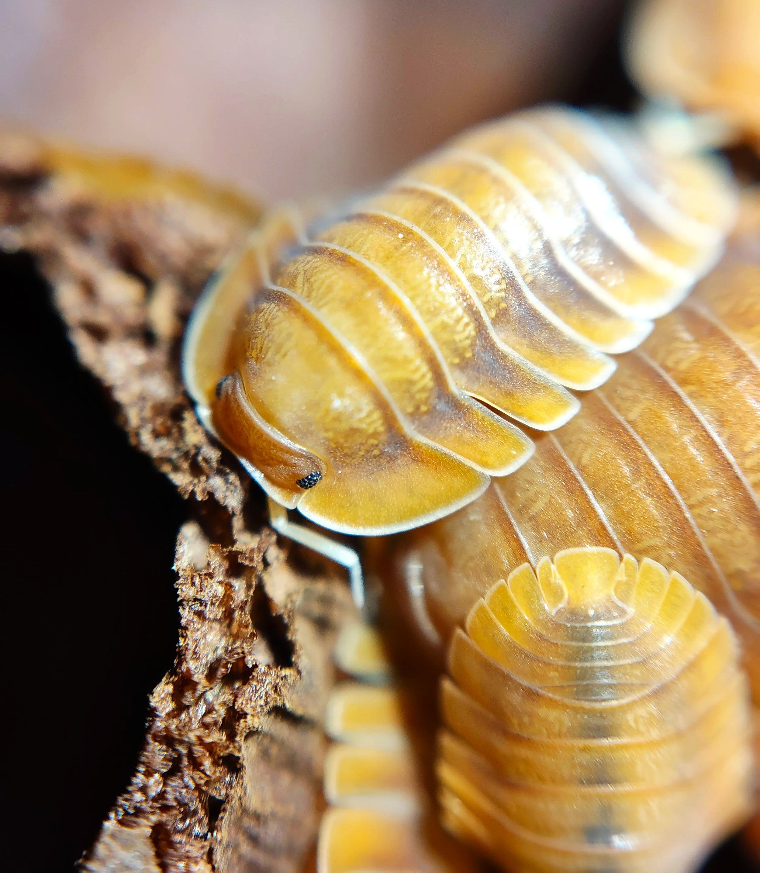 Troglodillo Vex Isopod