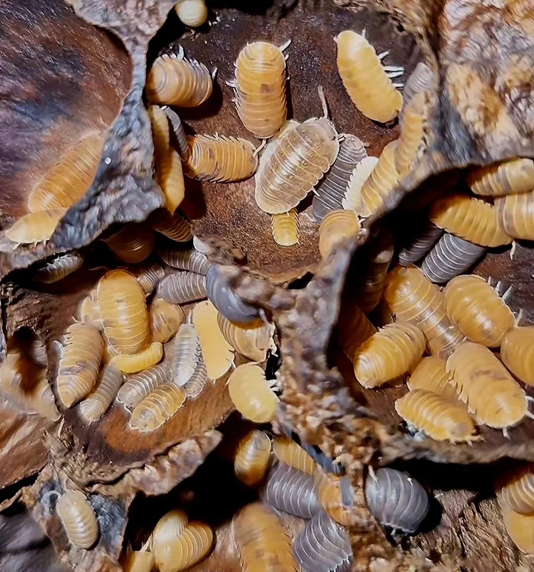 Cubaris Murina Morph Mix isopods for sale uk