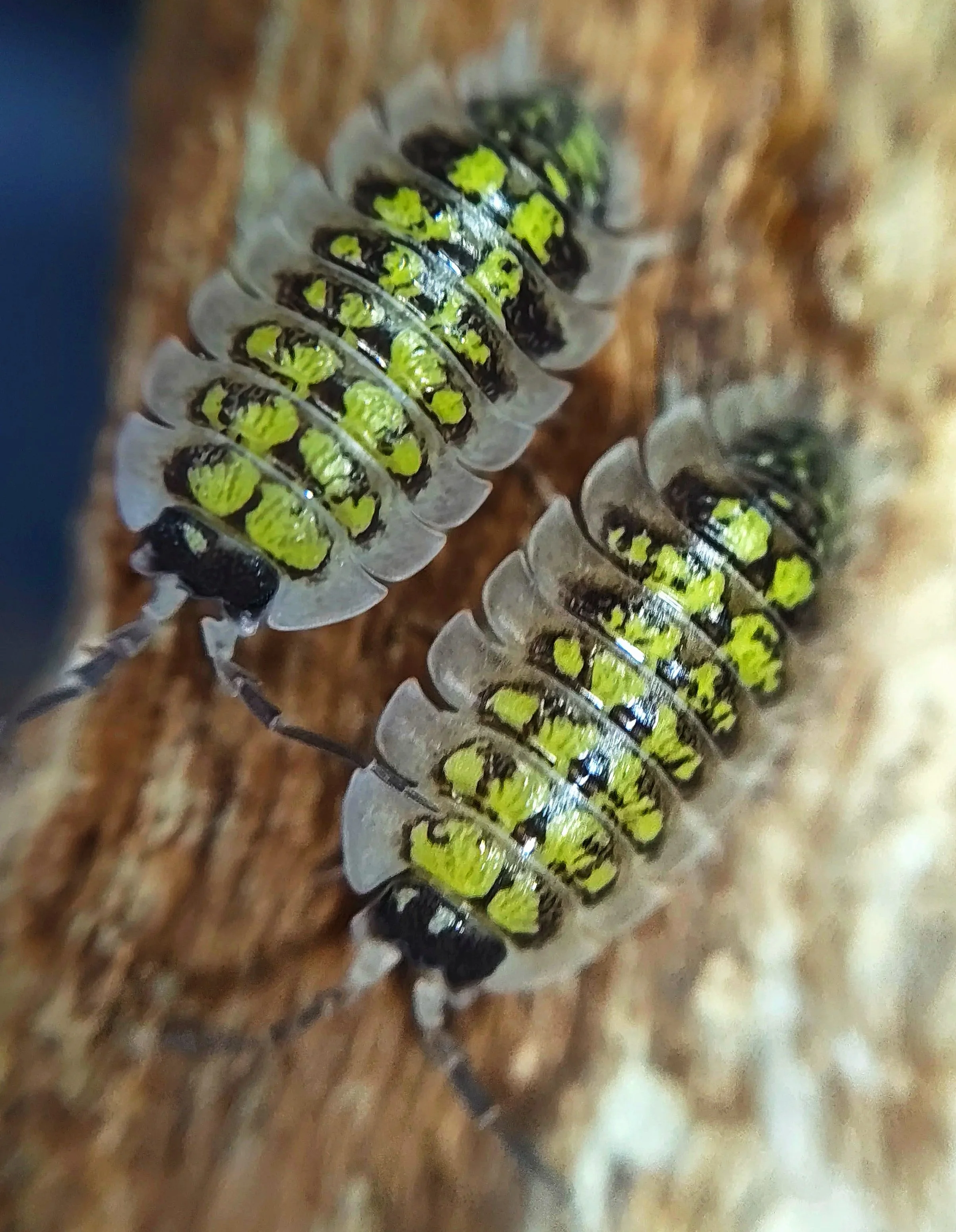 porcellio tortonesei isopods