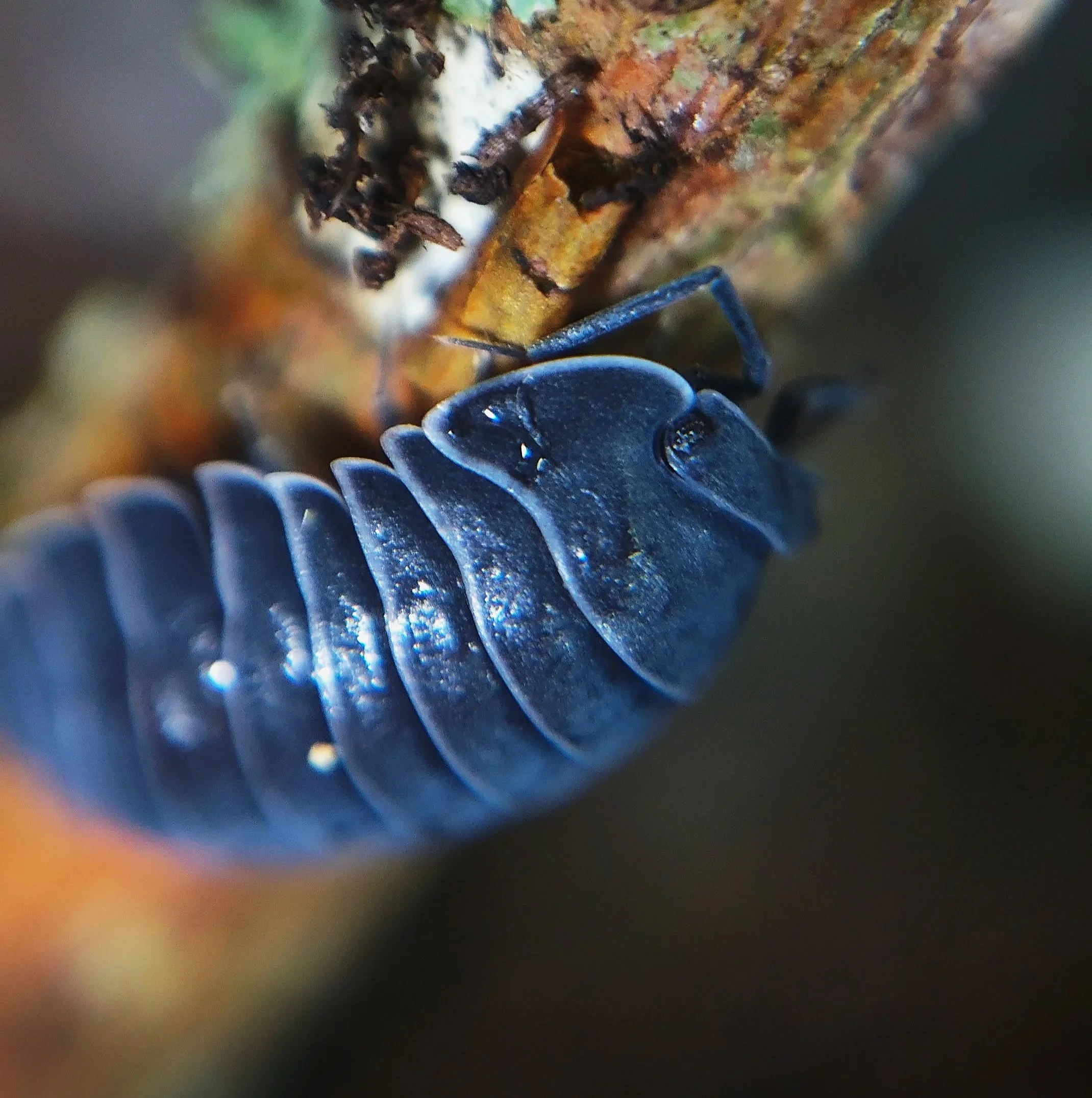 merulanella black hole isopods cheap ardentiella