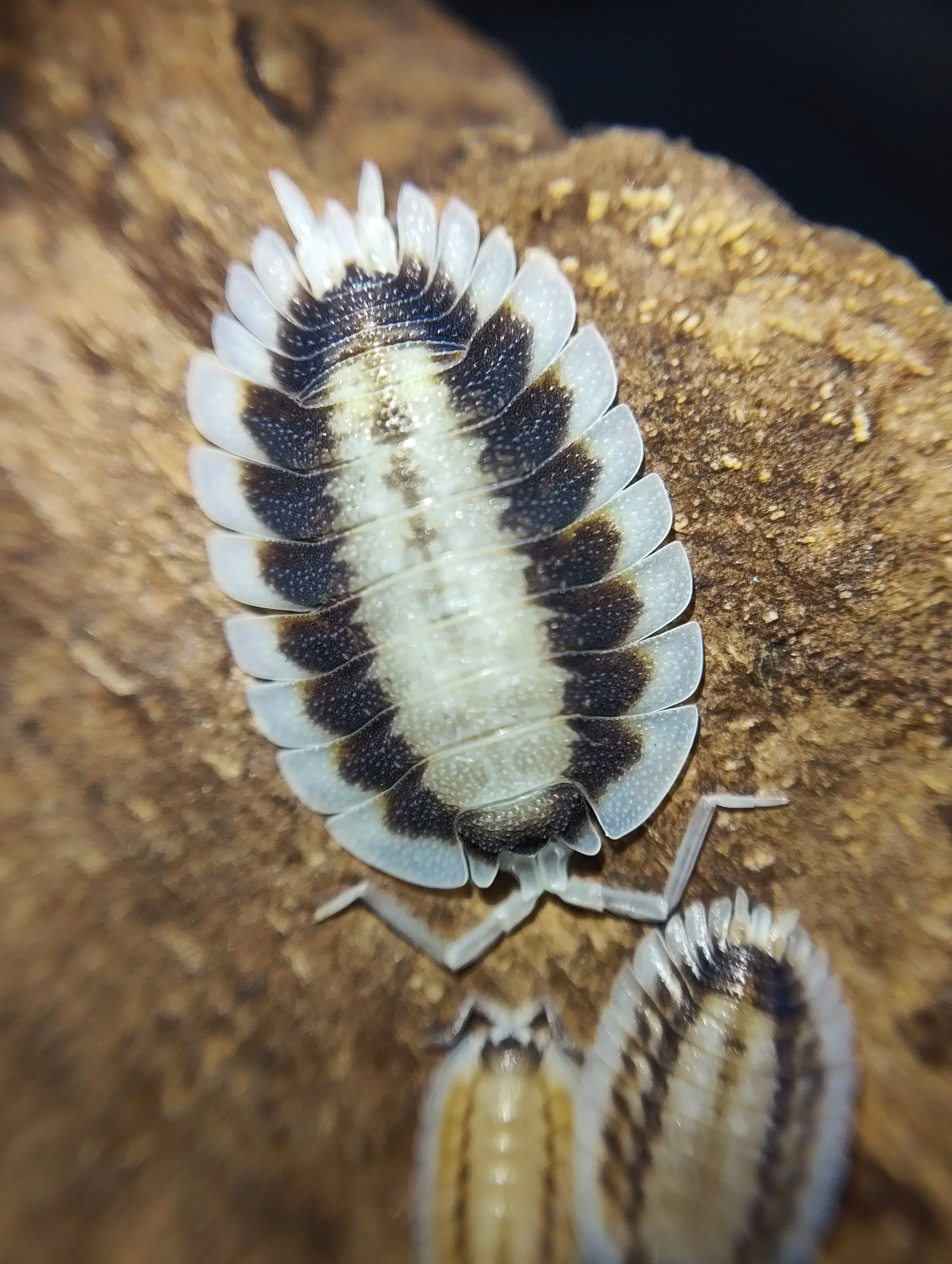 porcellio werneri silverback isopods for sale uk