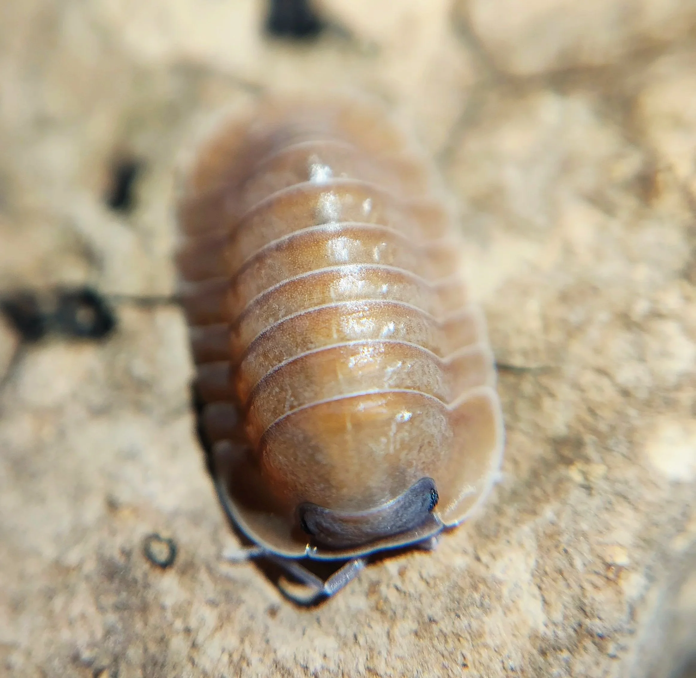 Caribodillo Martinicensis Salmon Isopods for sale uk