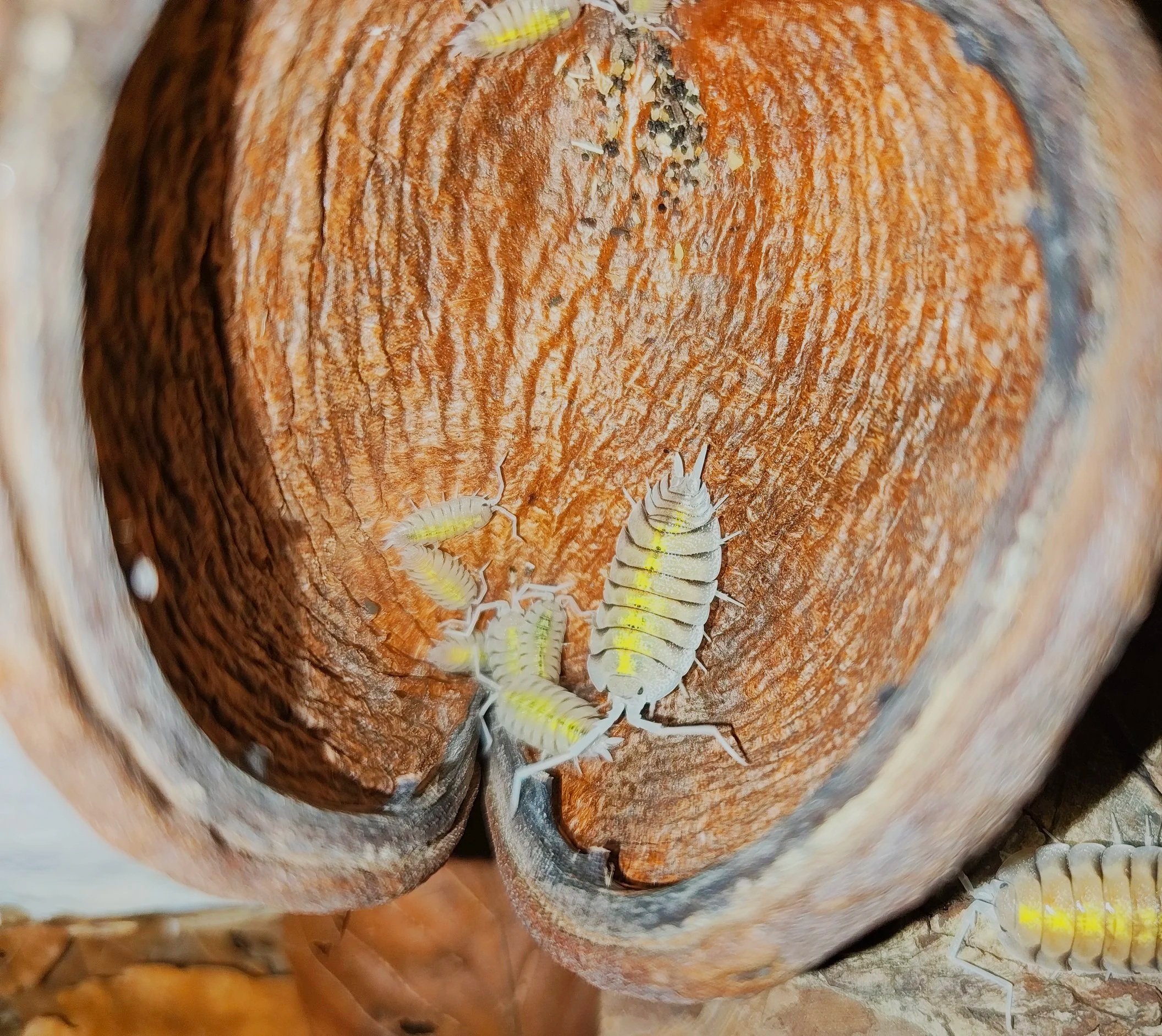 badam nuts for isopod enclosures dry goods for isopods and other invertebrates uk
