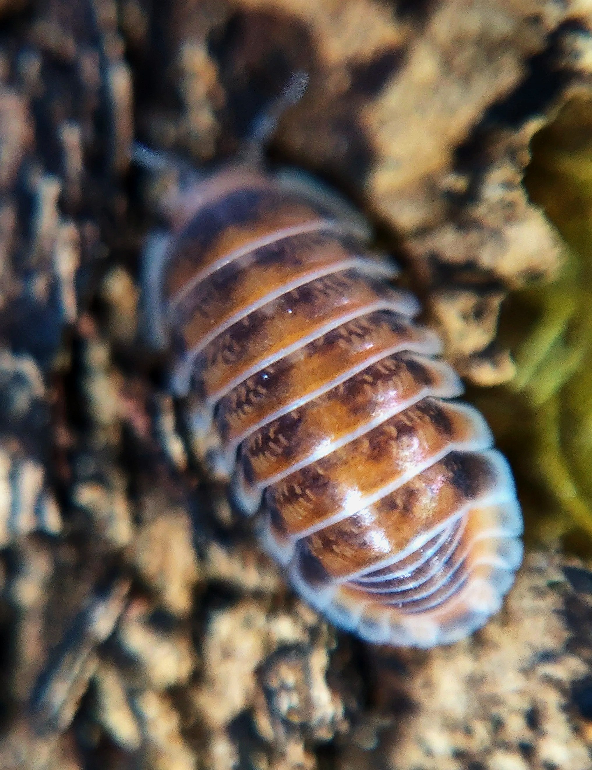 cubaris red pak chong isopods uk pak chong red isopods for sale