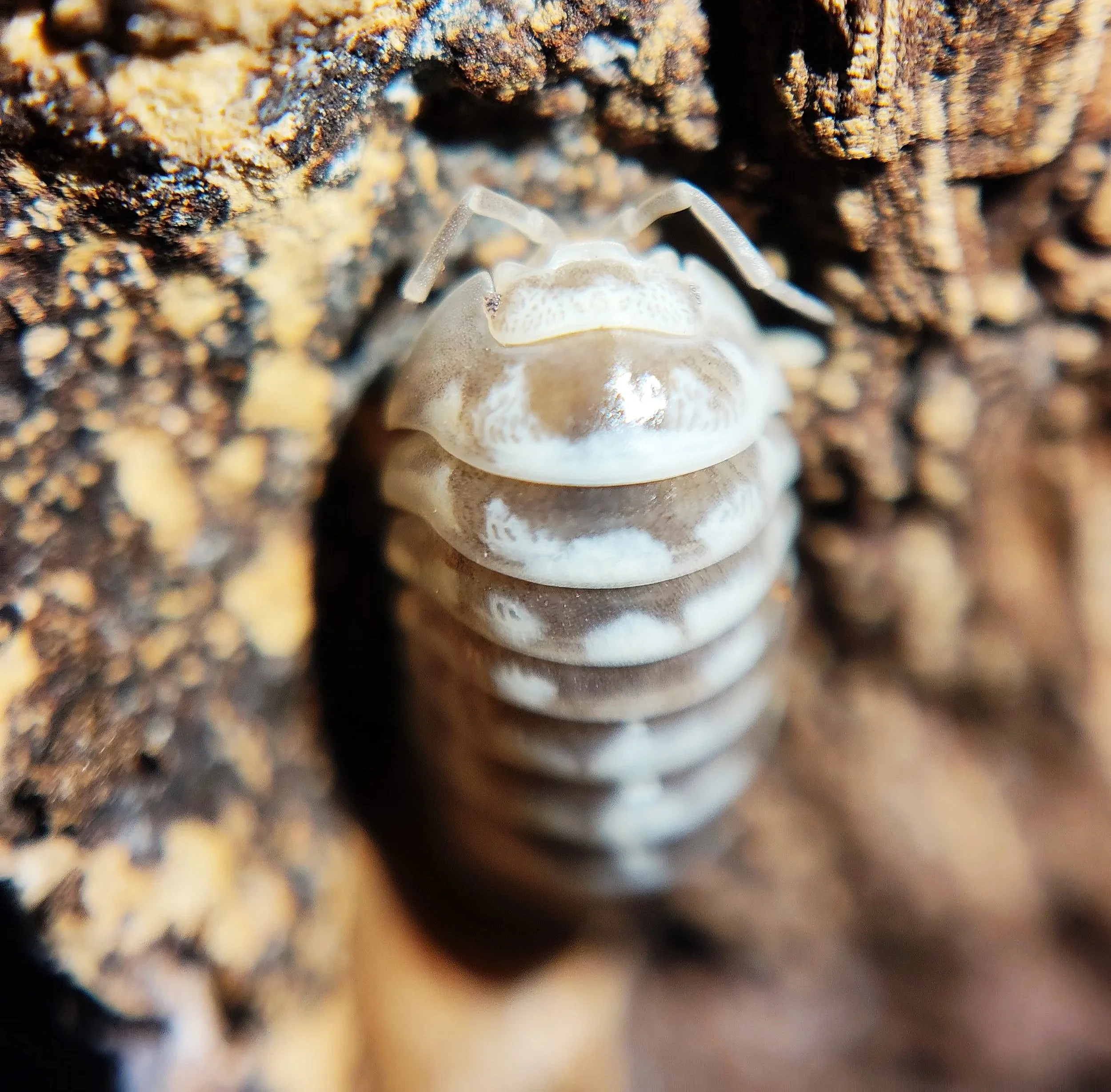 Armadillidium Maculatum Chocolate Zebra Isopod