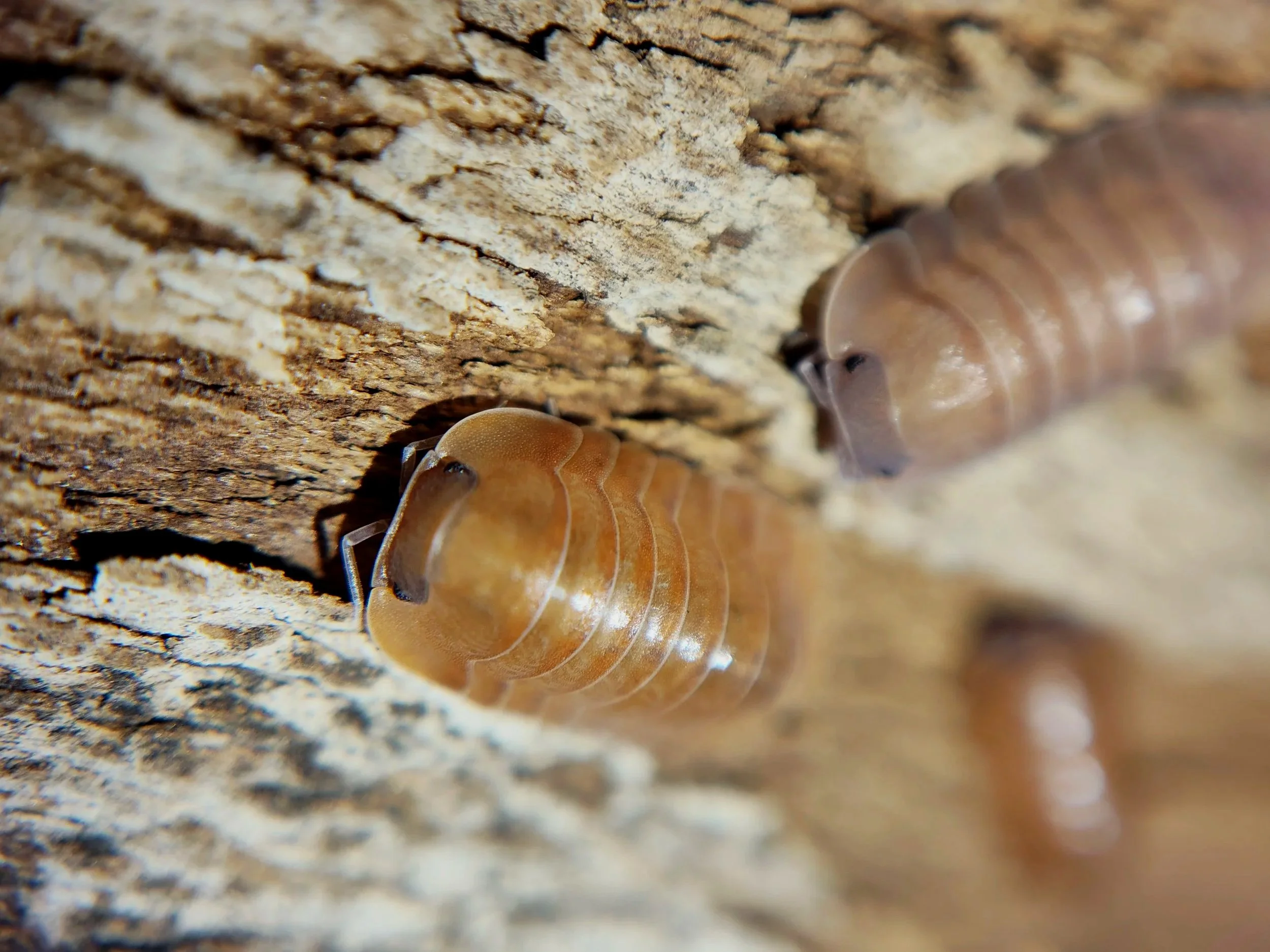 Caribodillo Martinicensis Salmon Isopods for sale uk