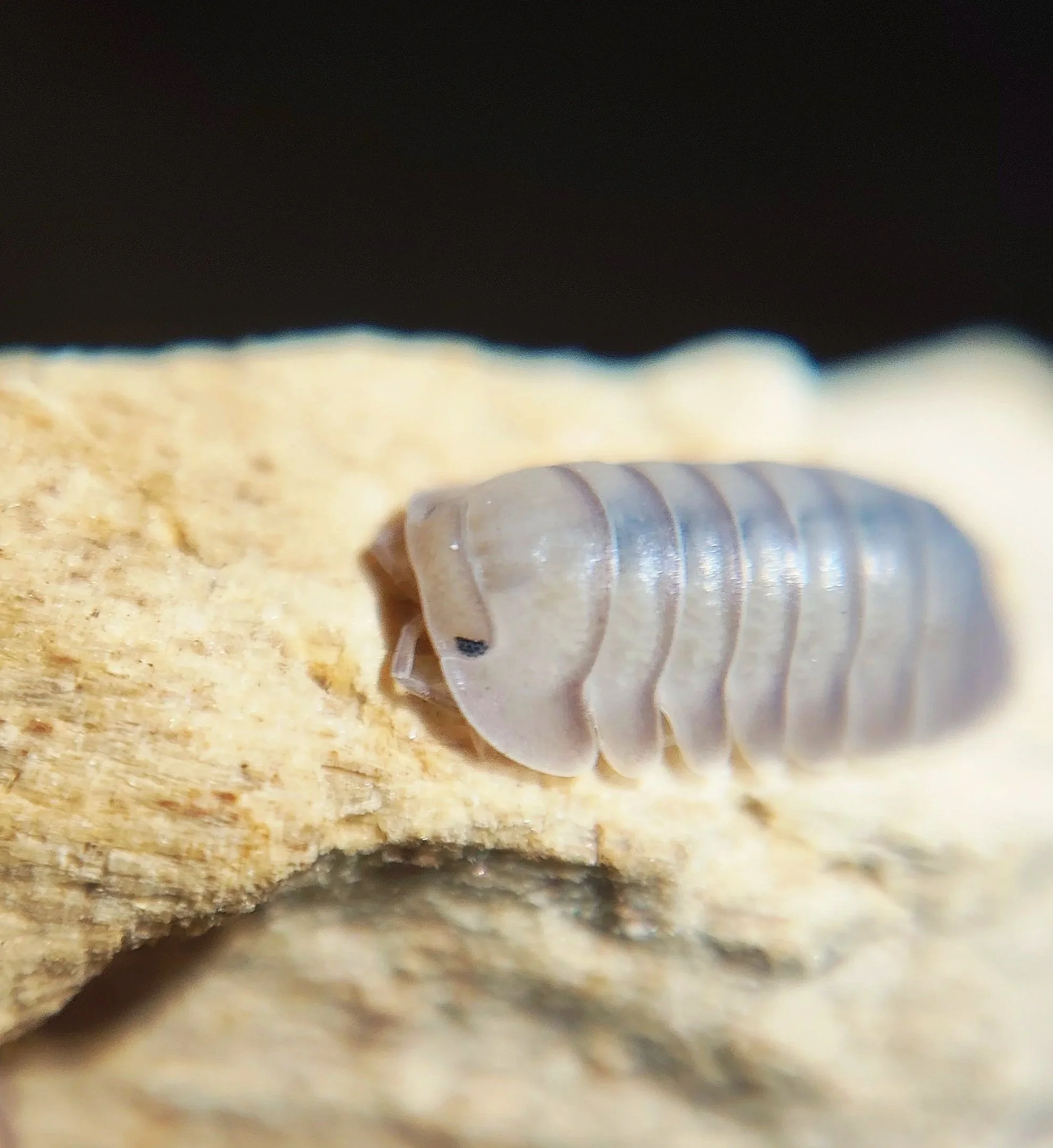 Cubaris Thai Blue Angel Isopods