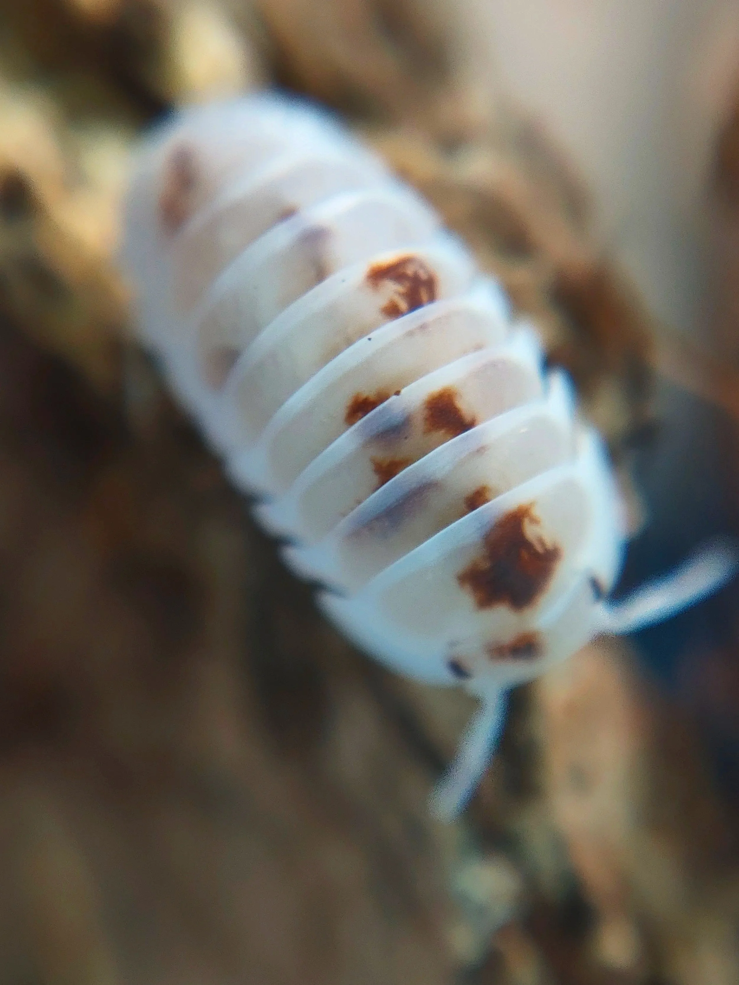 Cubaris Murina pearls for sale uk