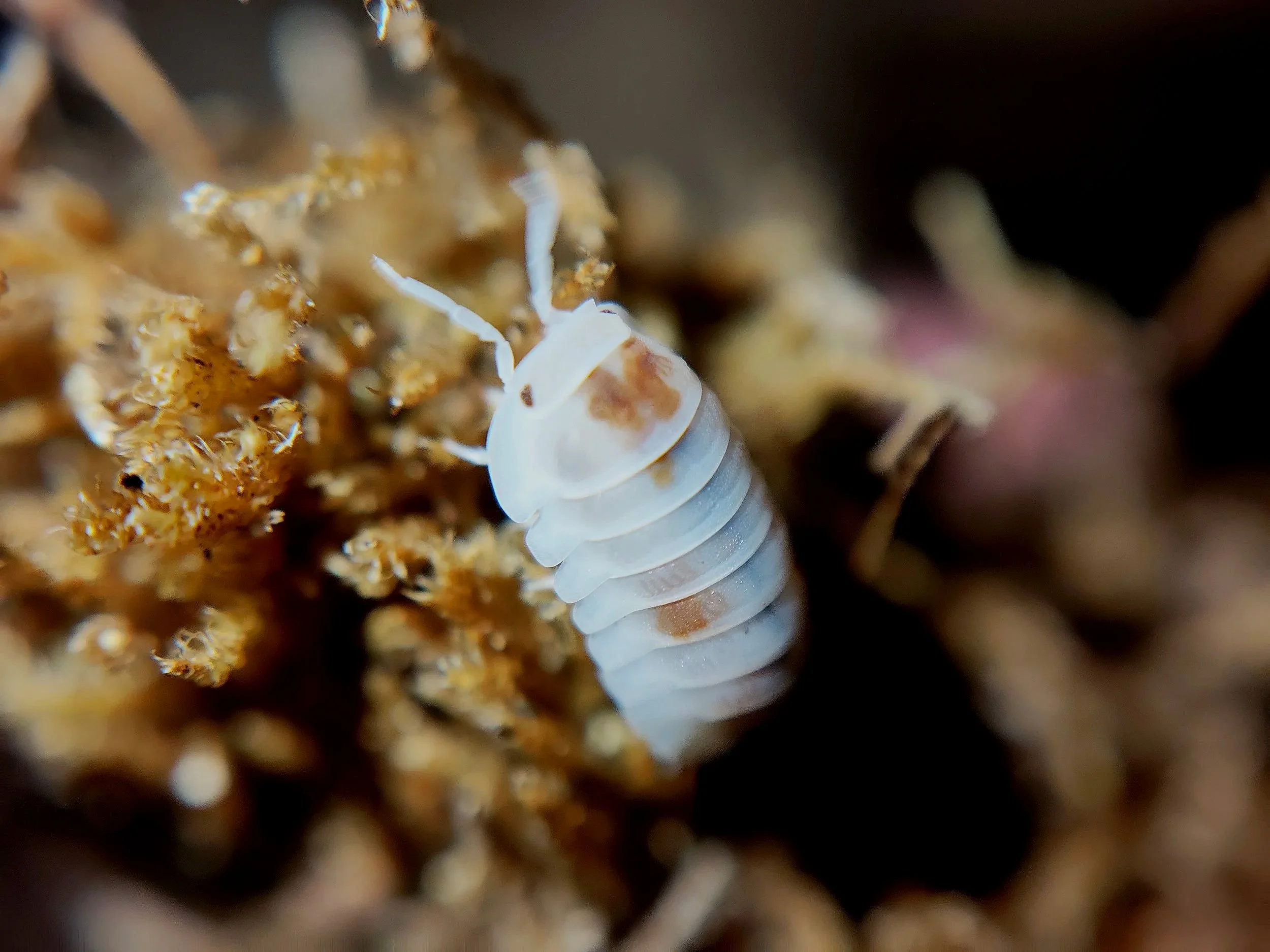 Cubaris Murina Mother of pearl isopods