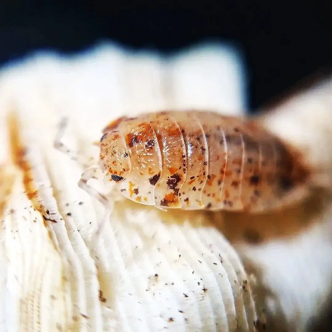 porcellio scaber dalmation calico isopods rare morph