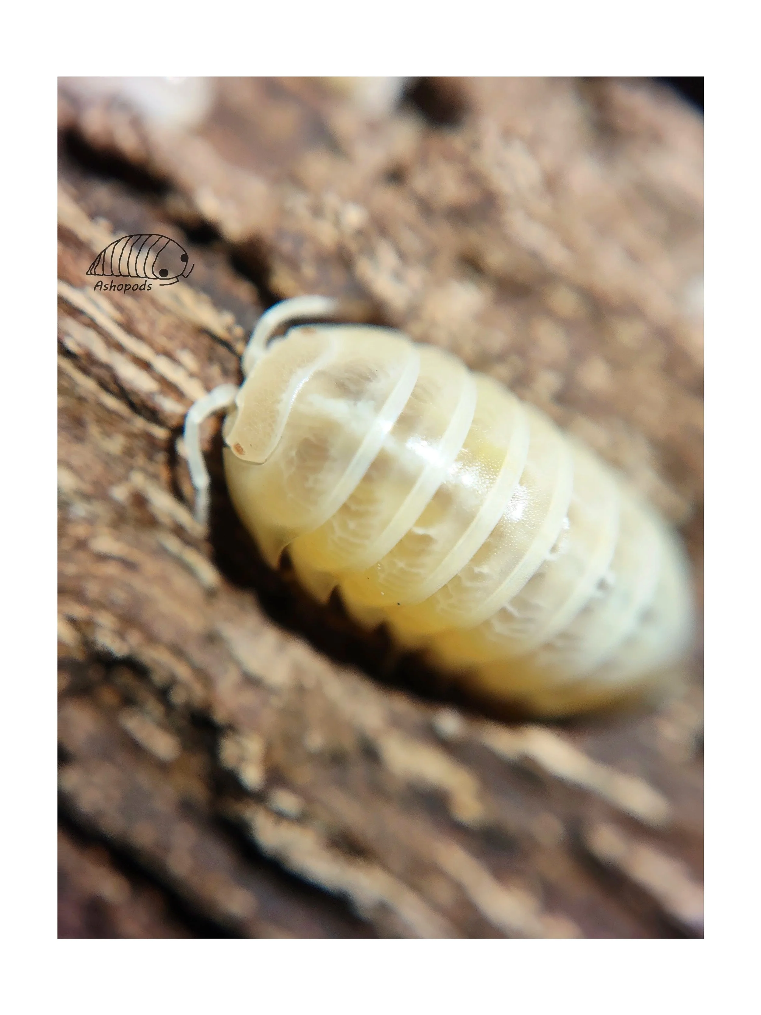 Armadillidium Vulgare T+ Albino Isopods