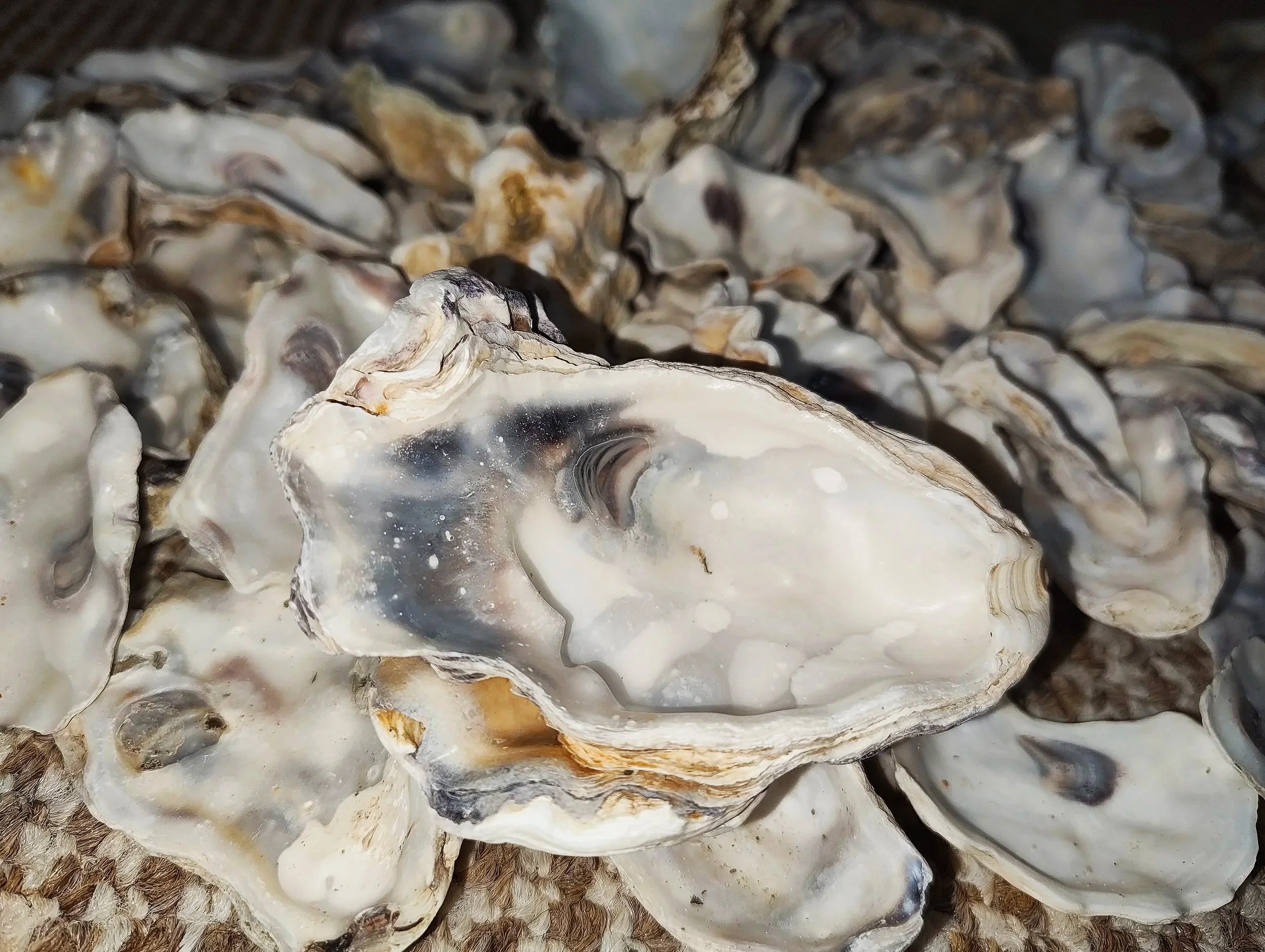 Natural oyster shells for isopod enclosures