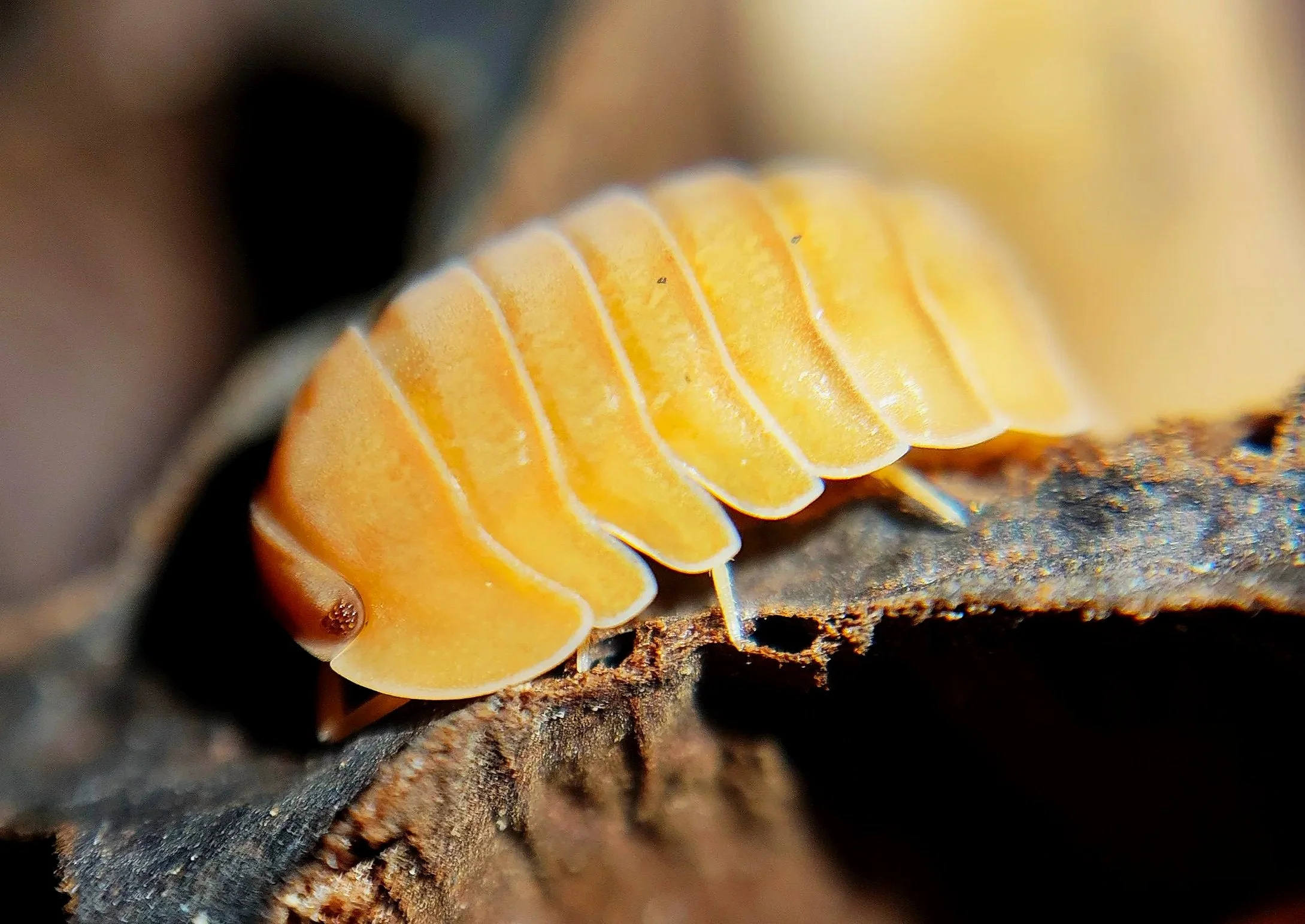 Cubaris giant mandarin isopods