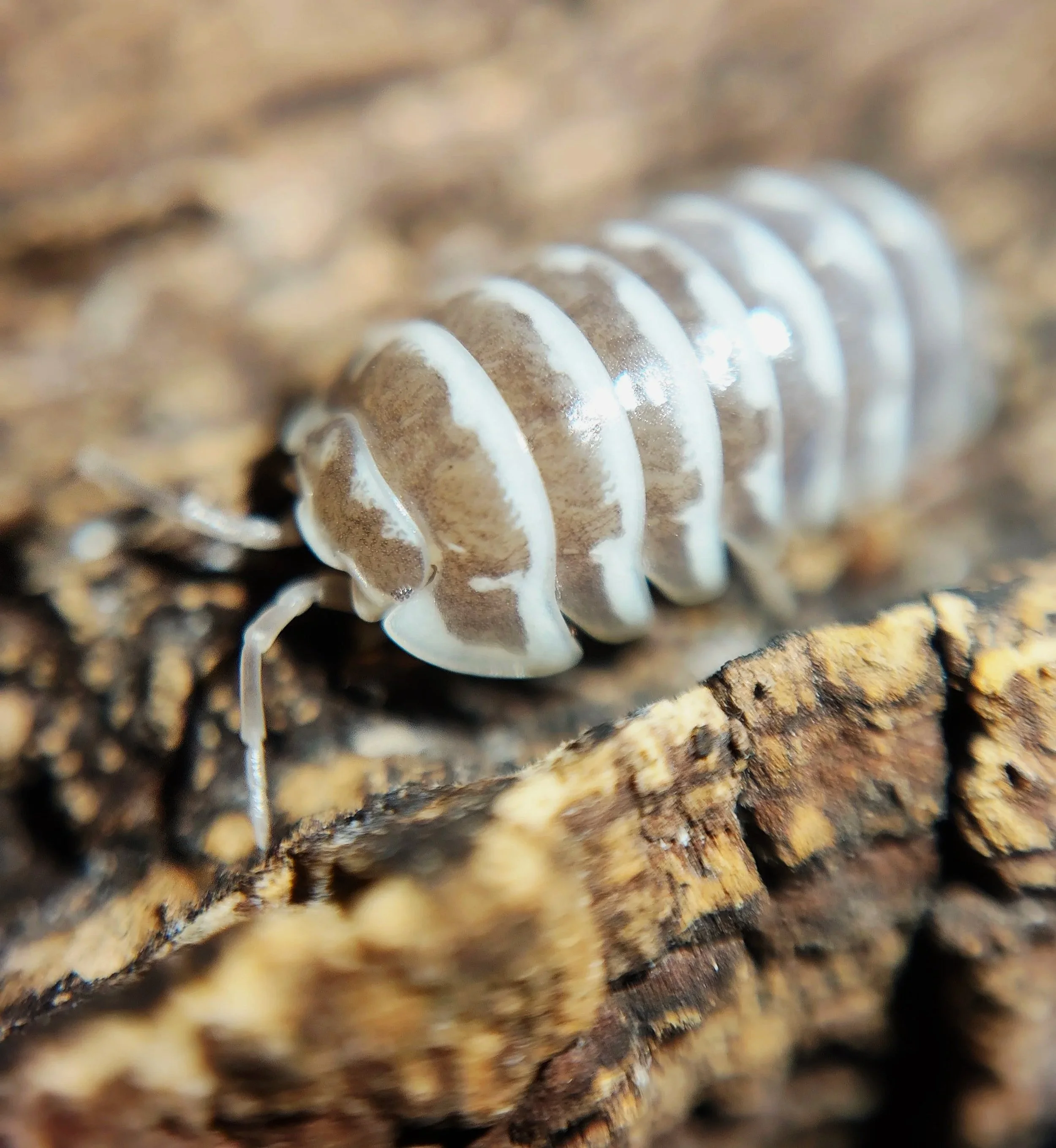 Armadillidium Maculatum Chocolate Zebra Isopods