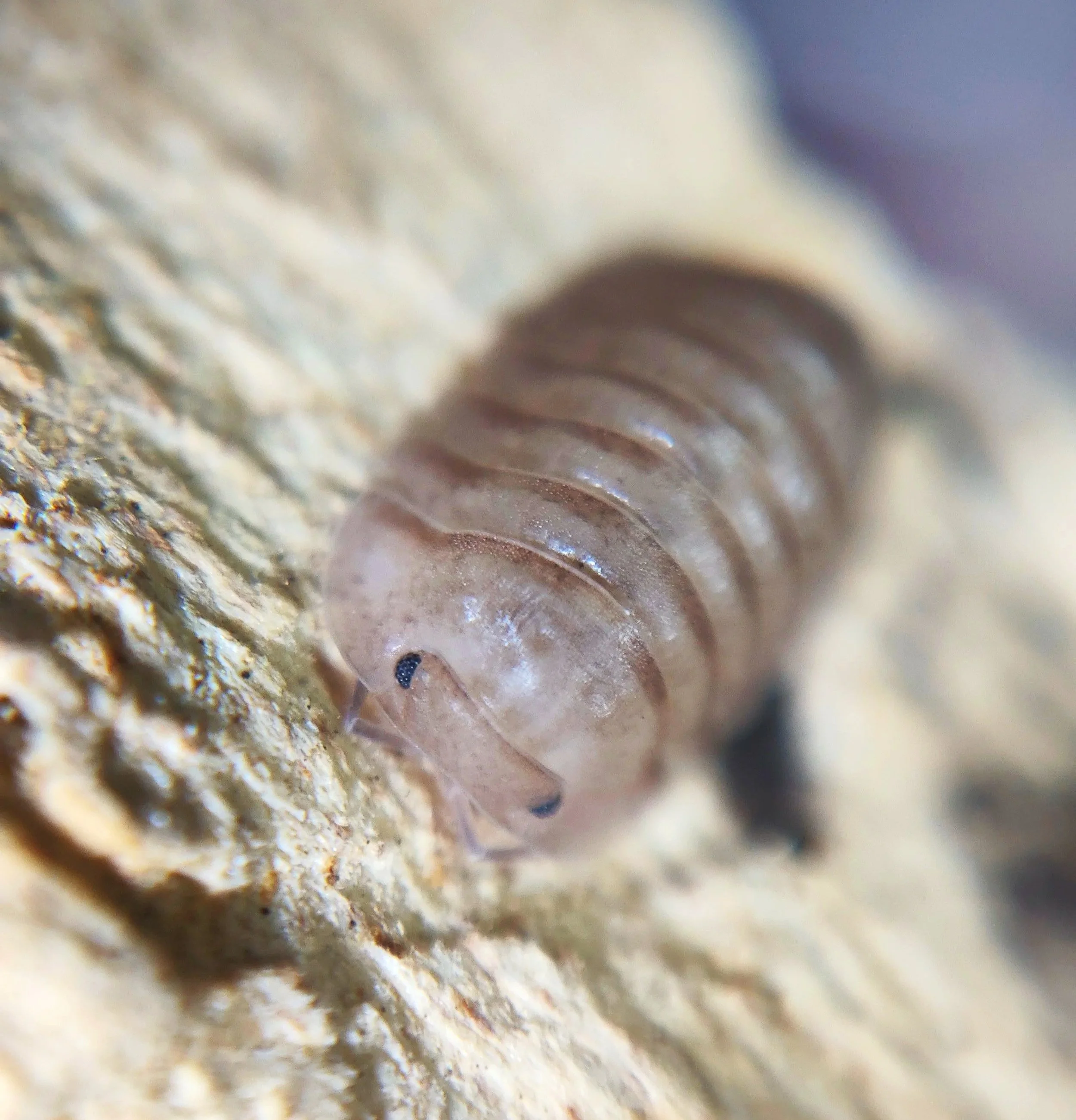 Cubaris Thai Blue Angel Isopods