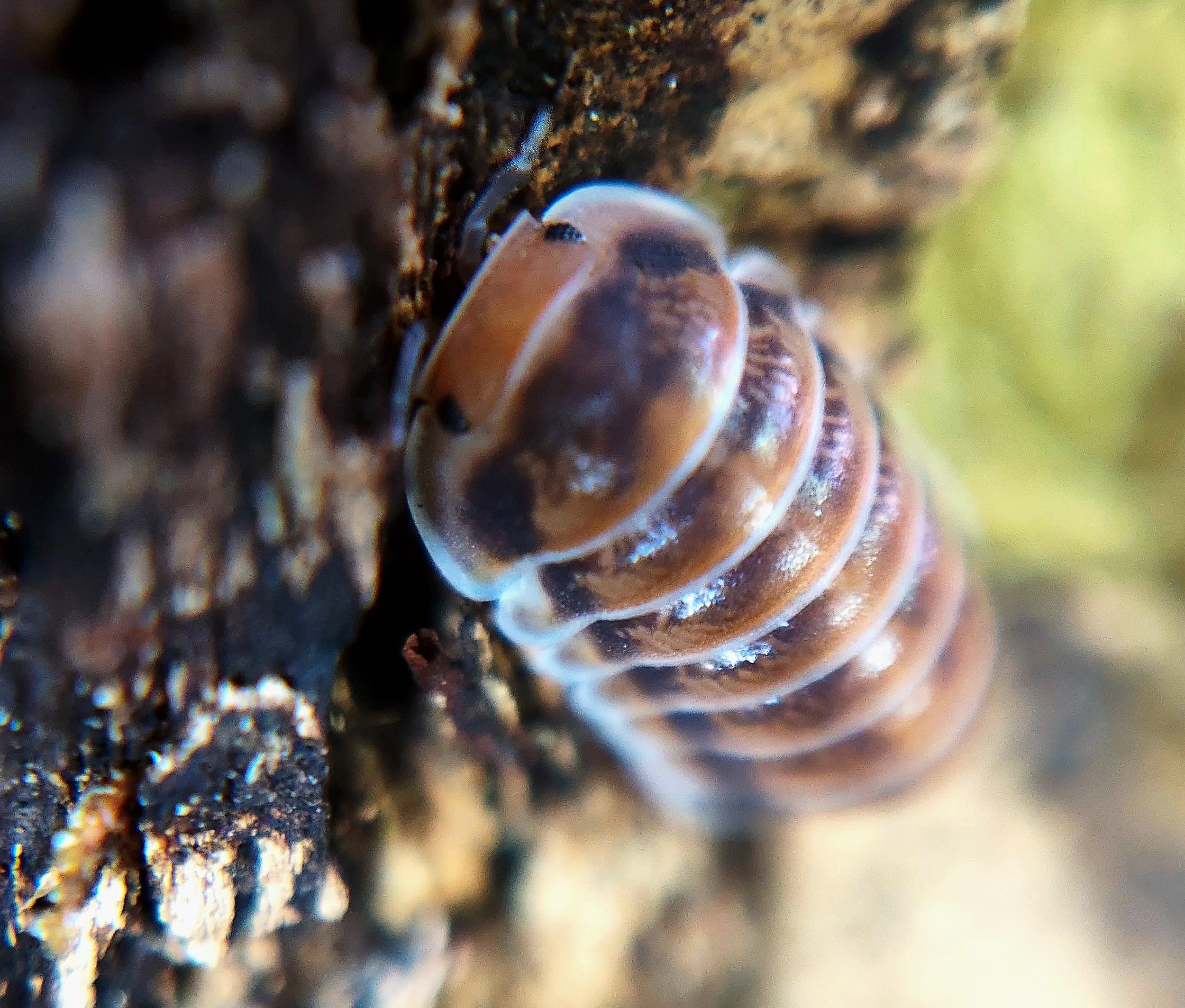cubaris red pak chong isopods uk pak chong red isopods for sale