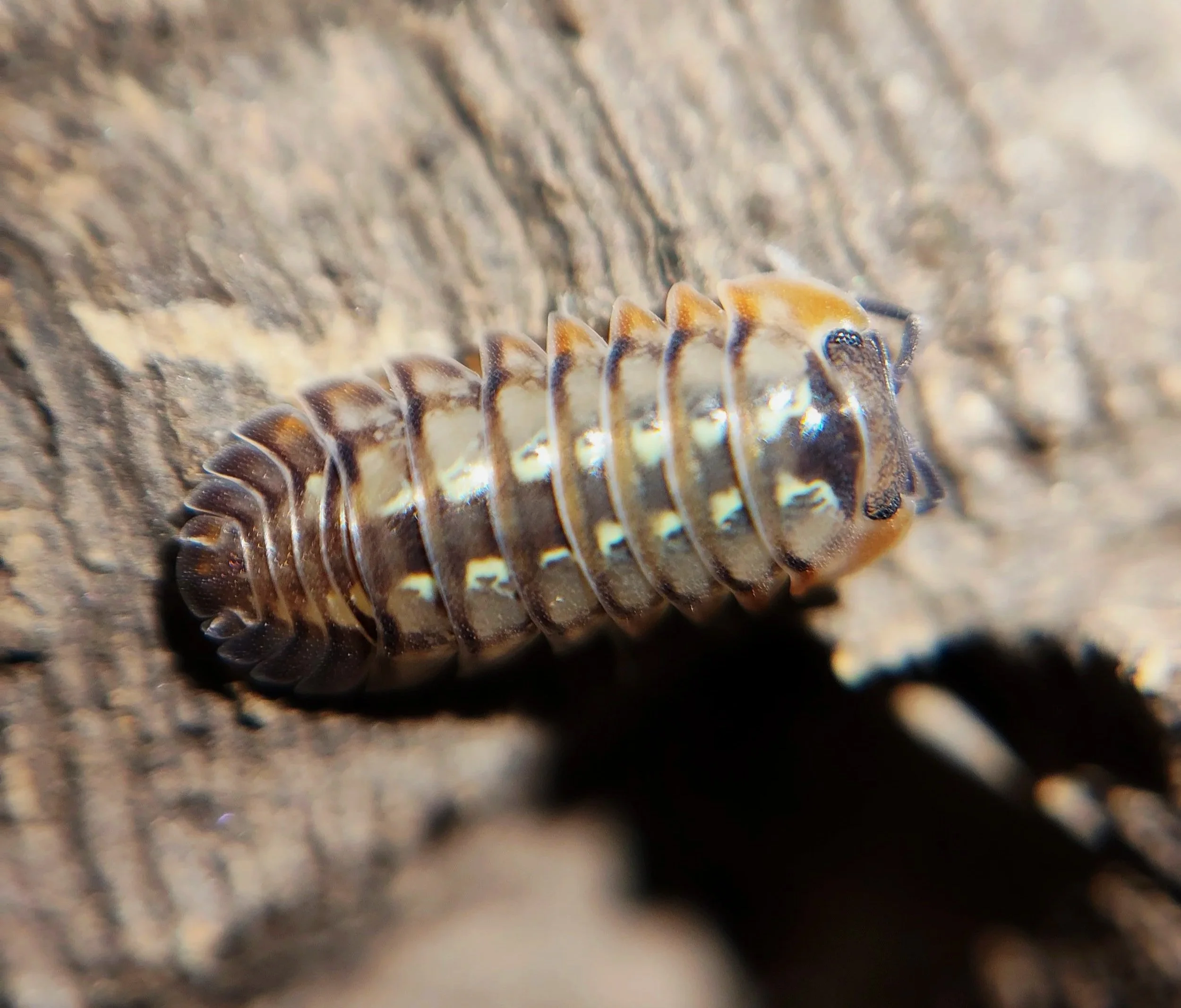 Dryadillo Dream Isopod