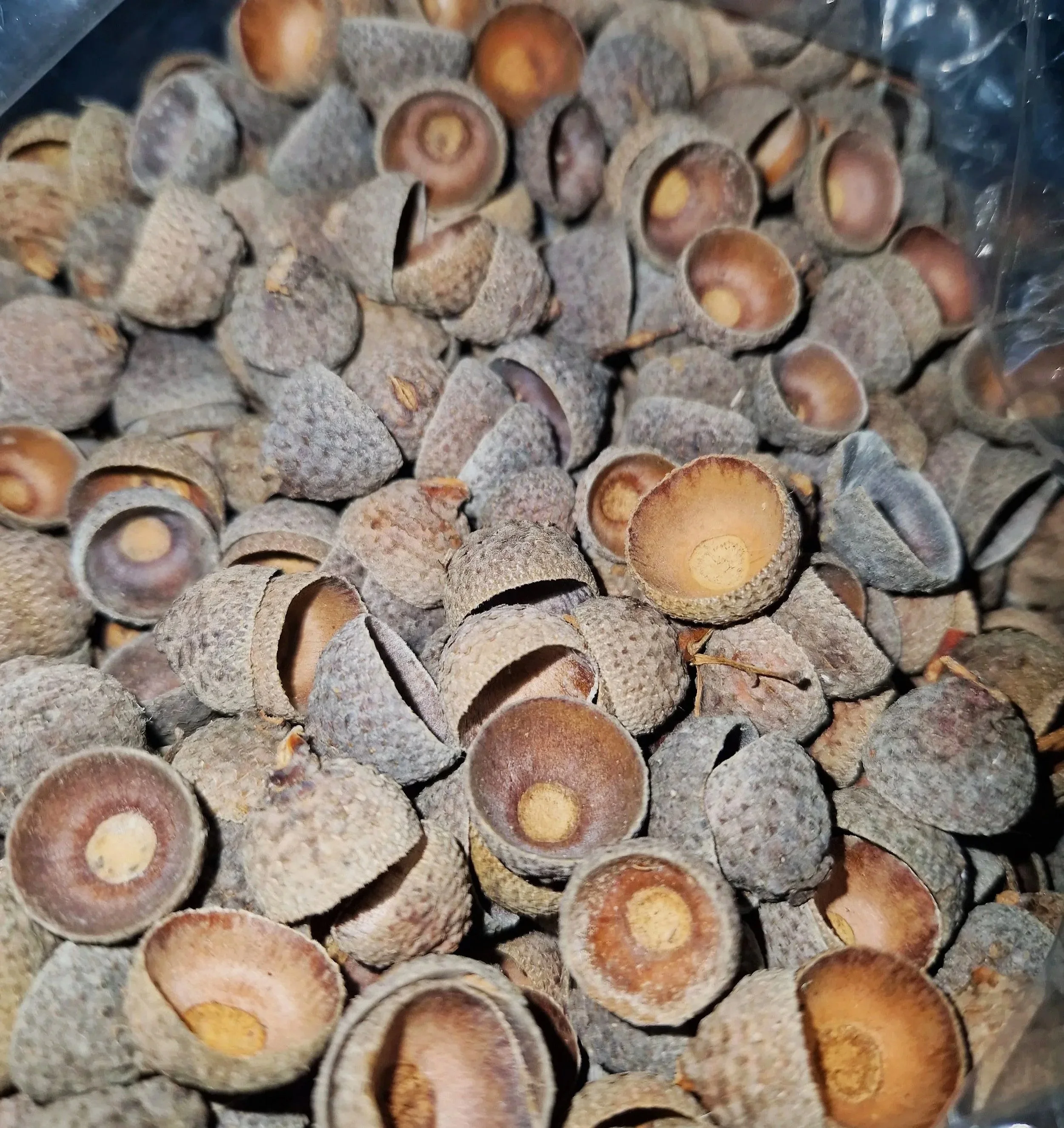 acorn caps for isopods