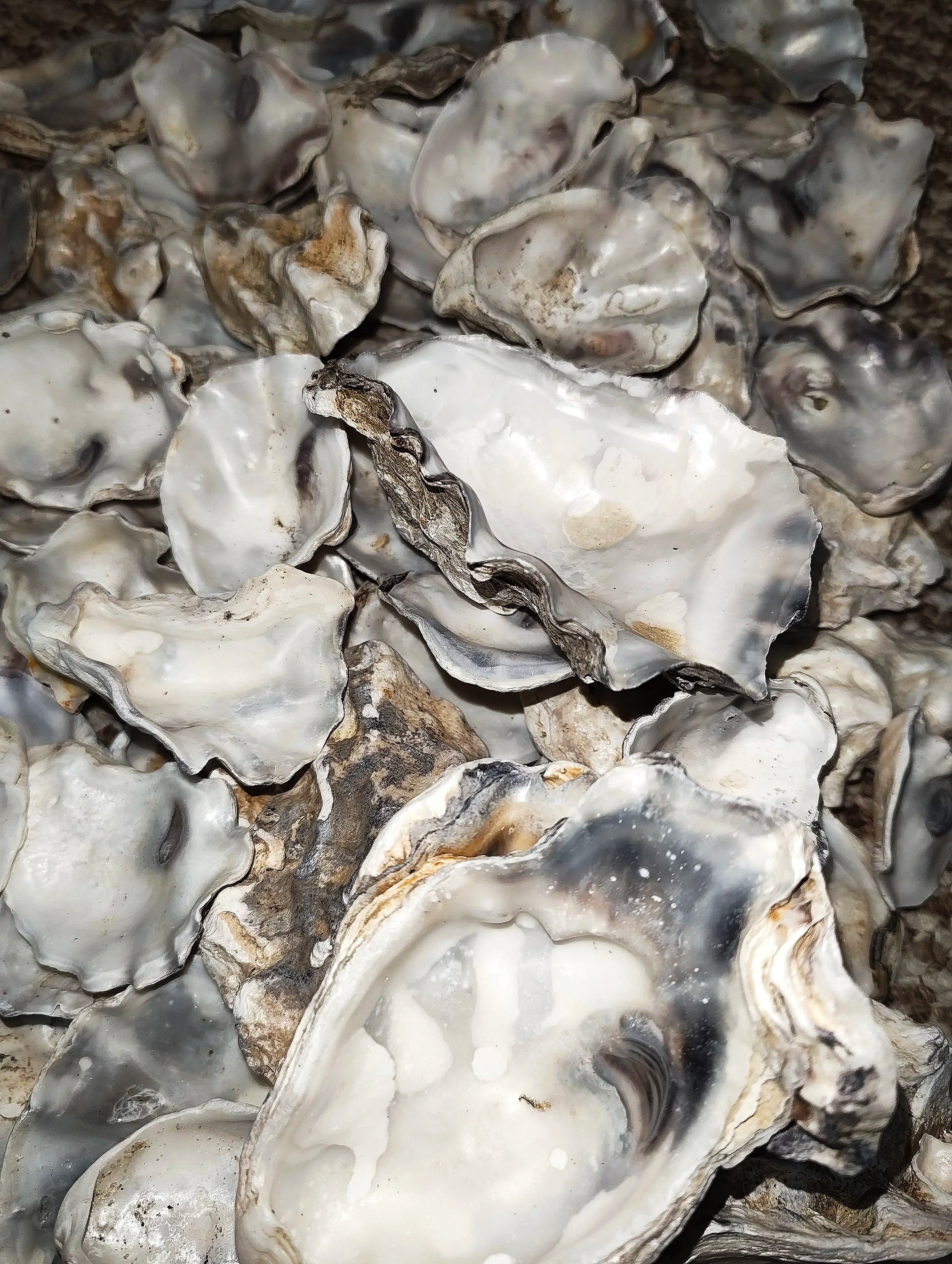 Natural oyster shells for isopod enclosures